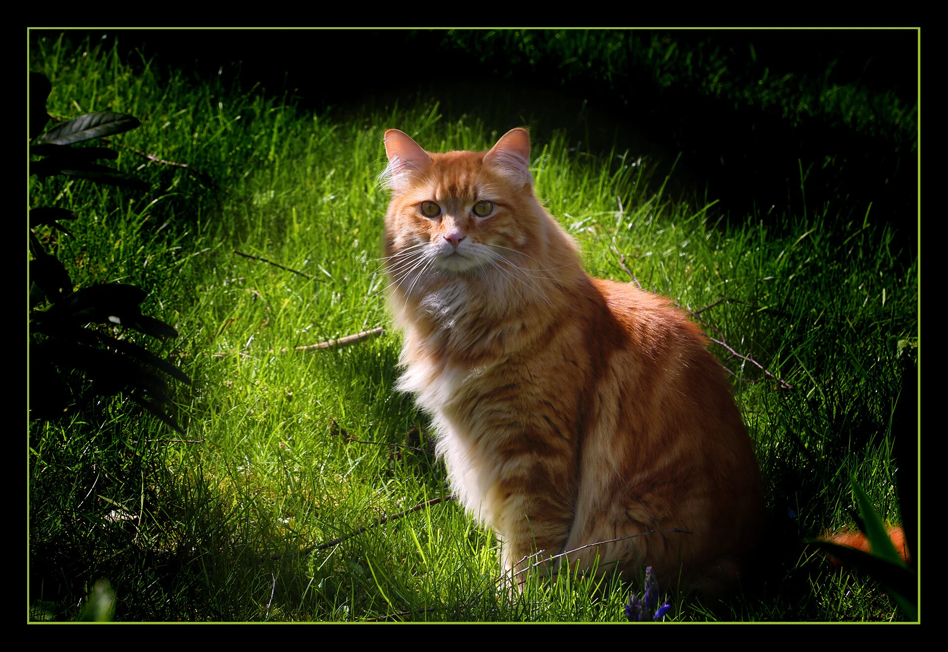 Cat in New West_Apr 29_2019_HDR_E6136_peDecRad_4x6s.jpg