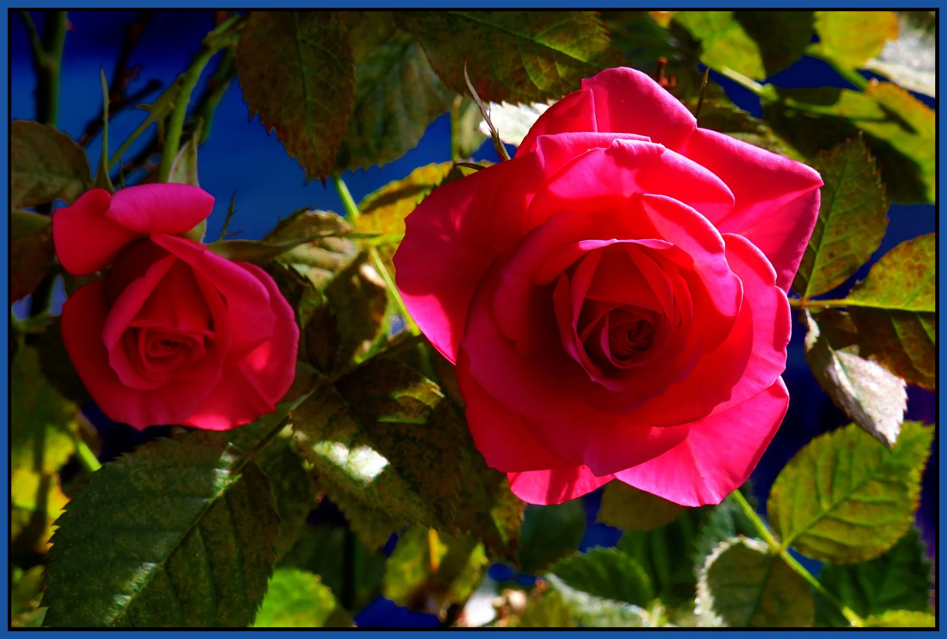 Flowers Roses_Apr 28_2023_HDR_4H6372_peExpMrg_4x6s.jpg