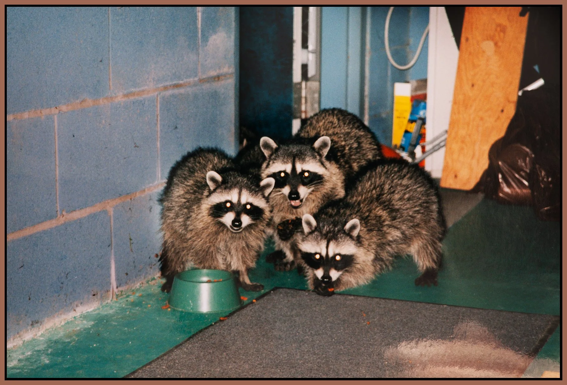 Racoons_2001_0527_4x6s.jpg