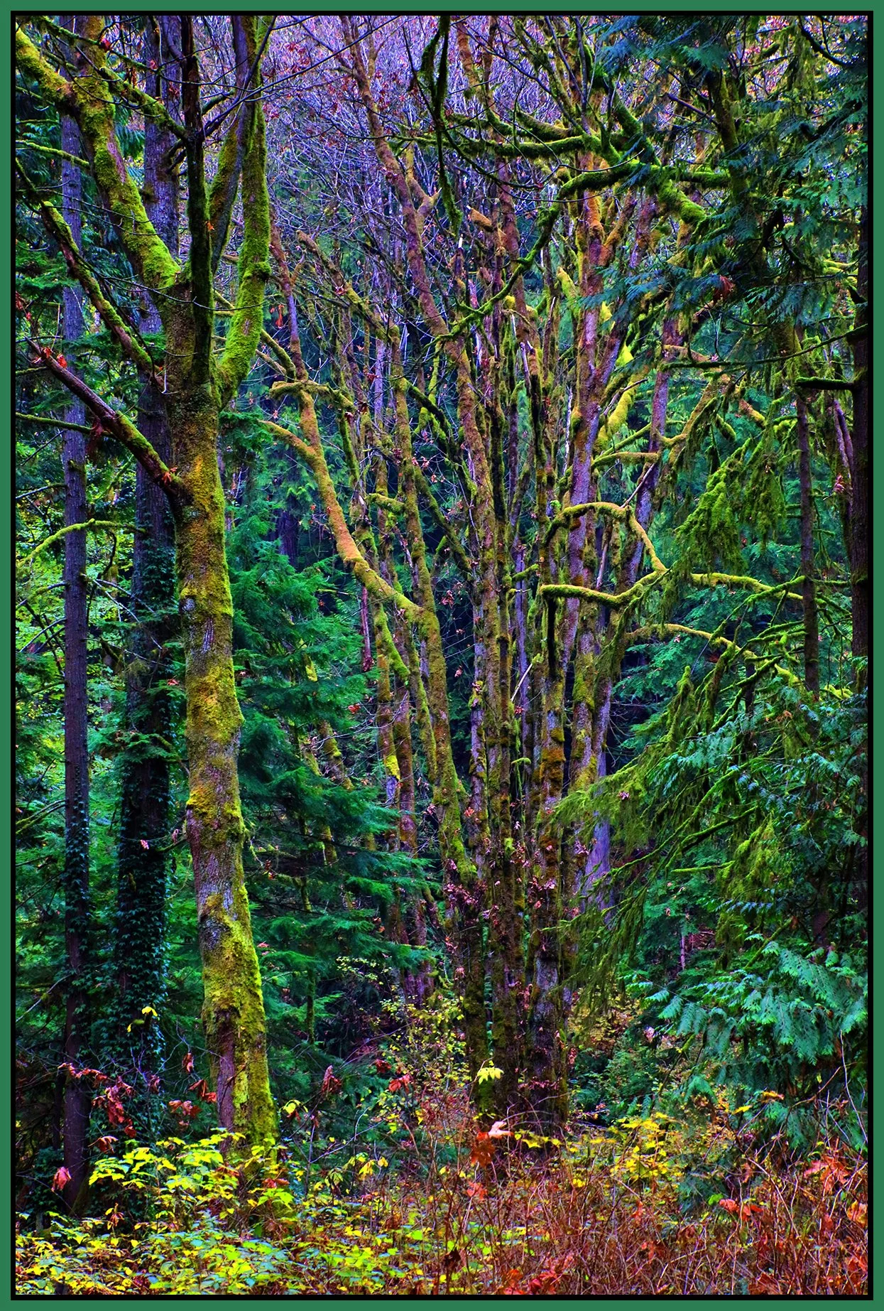 Poco Trees_Nov 20_2022_HDR_4H4798_peWater_4x6s.jpg