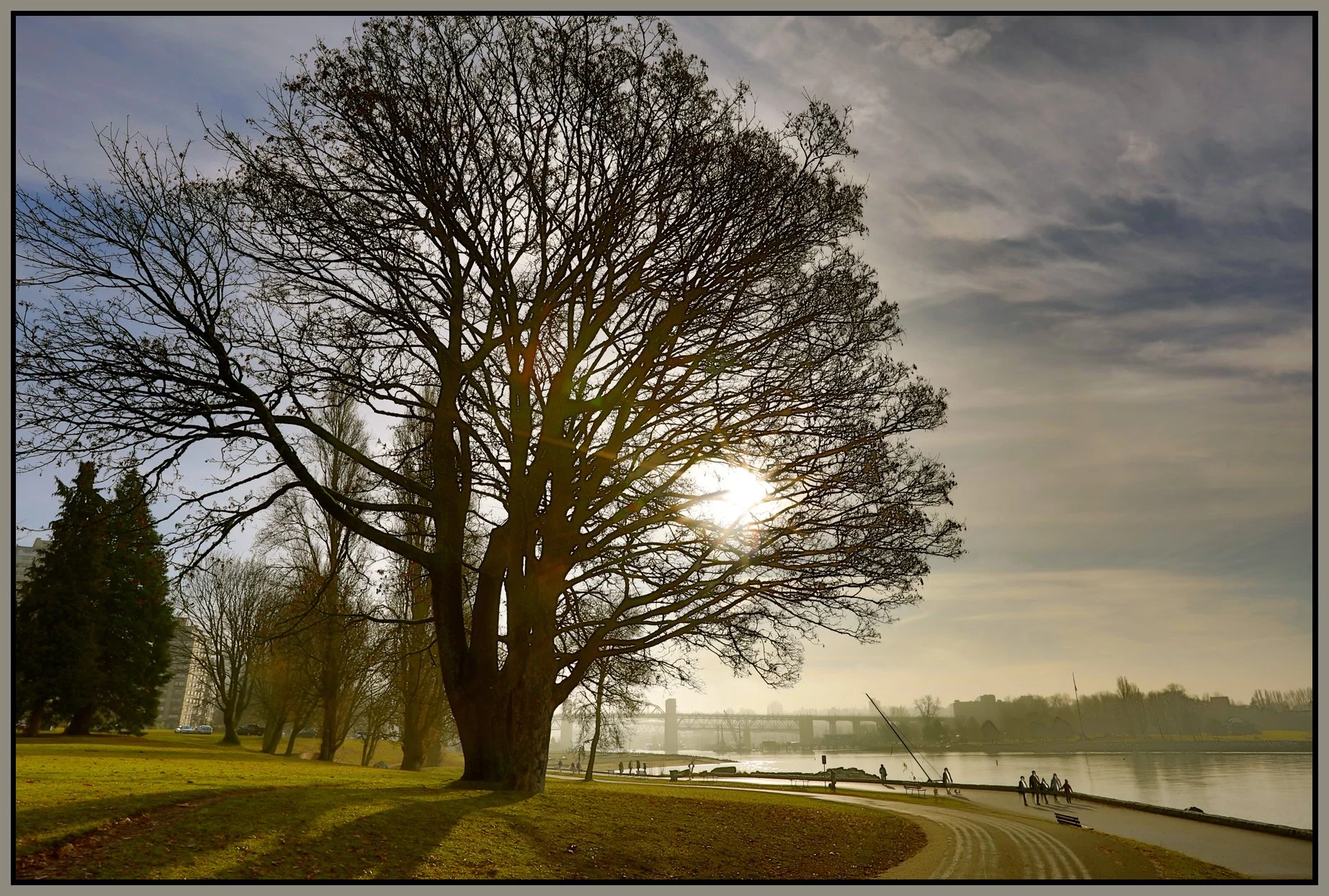 English Bay Tree_Jan 1_2018_HDR_B0432_4x6s.jpg