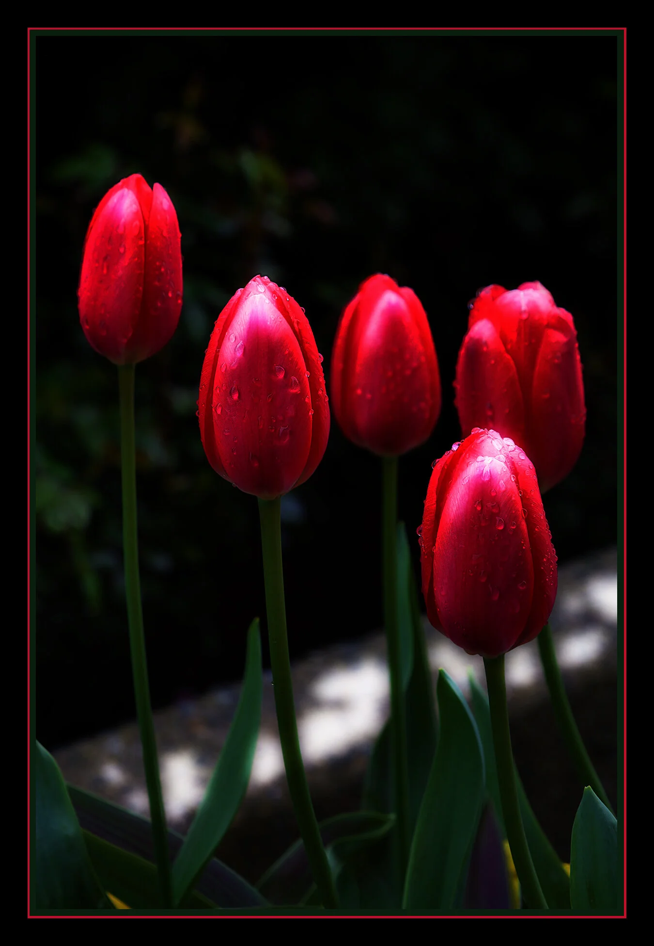 Flowers Tulips_Apr 19_2019_HDR_A4118_peSciFi_4x6s.jpg