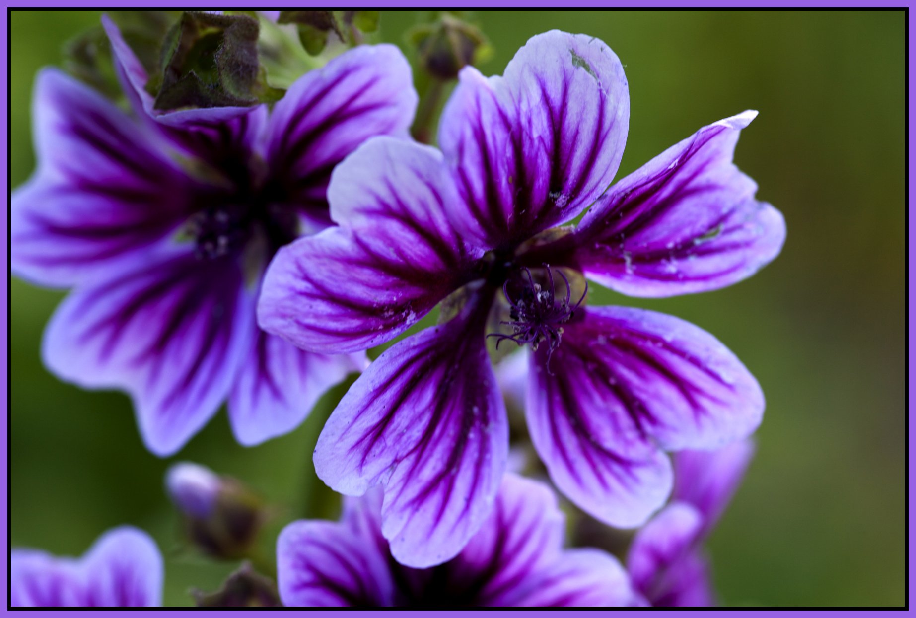 Flowers_Jul 24_2011_5763_4x6s.jpg