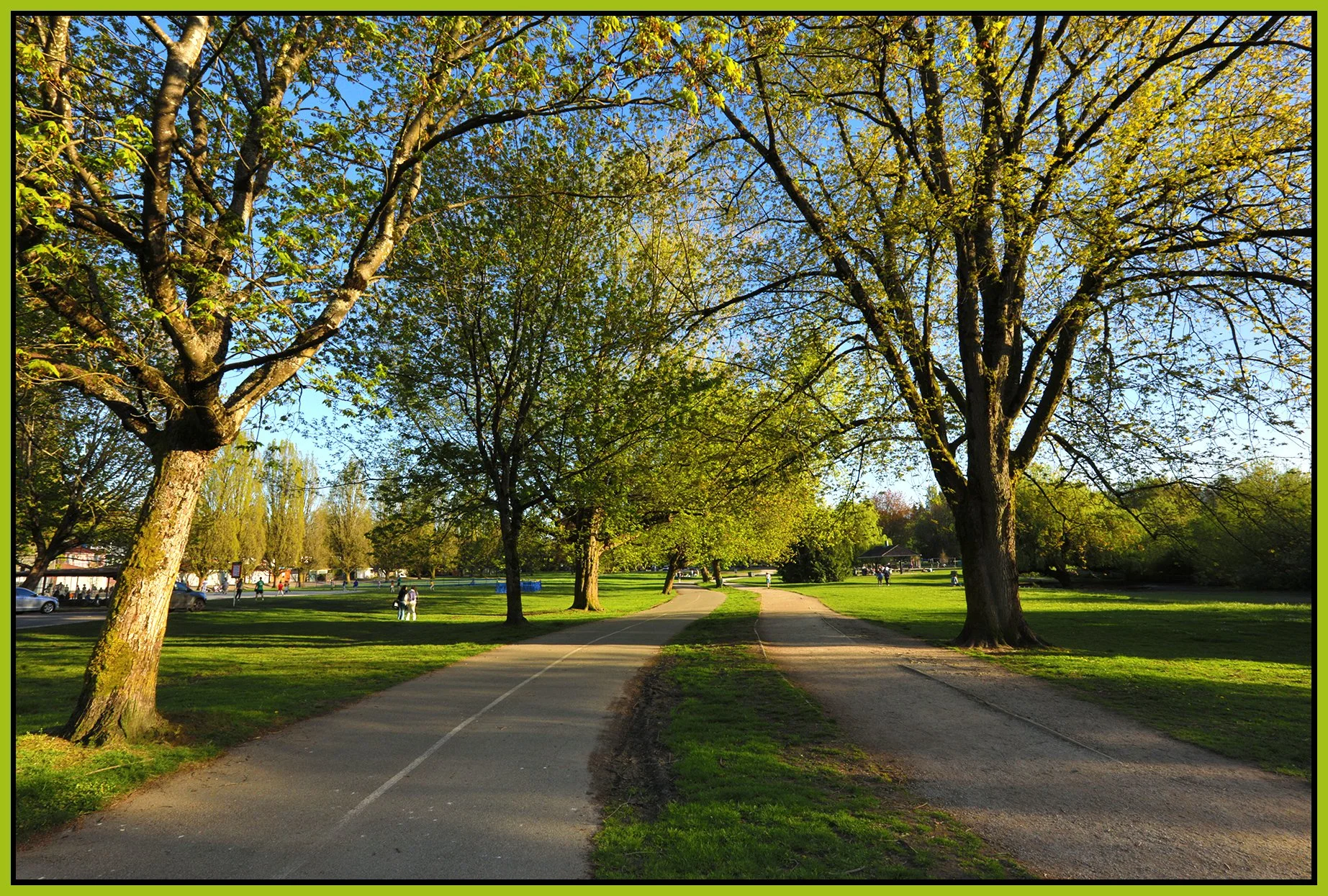 Trout Lake Trees_Apr 26_2026_HDR_4L2940_4x6s.jpg