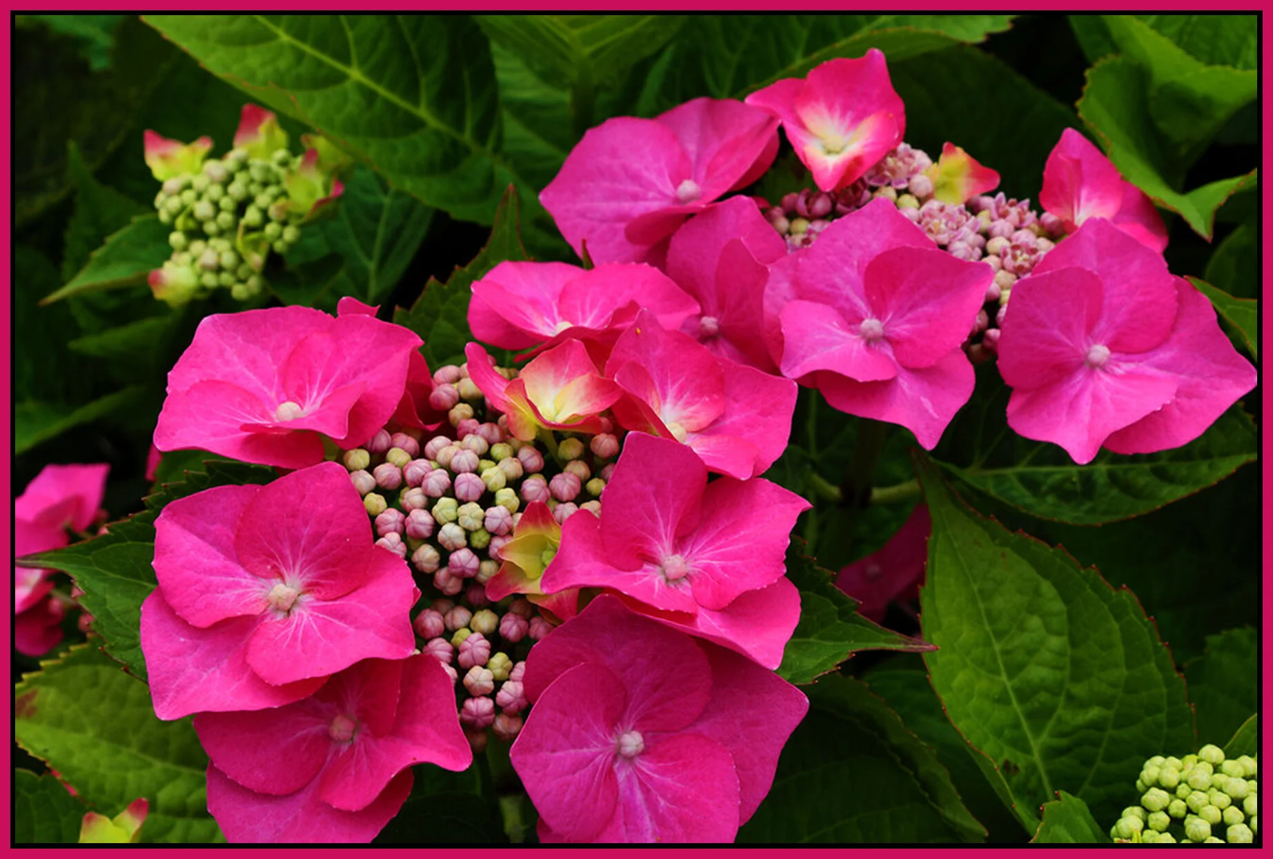 Flowers_Jul 11_2020_HDR_4F2424_4x6s.jpg