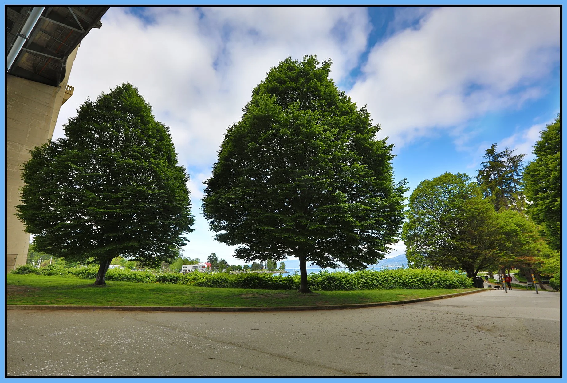English Bay Trees_May 19_2024_HDR_4H9031_4x6s.jpg