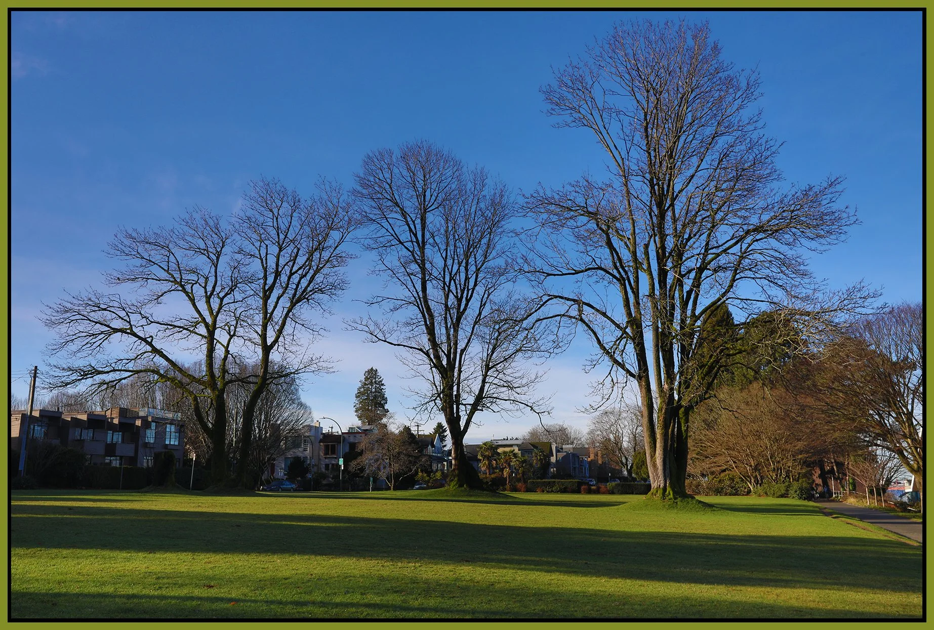Hadden Park Trees_Dec 27_2024_HDR_4J4873_4x6s.jpg