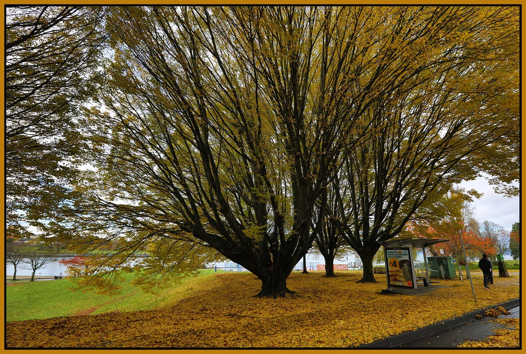 Beach Ave Trees LkgS_Nov 12_2023_HDR_5C9444_4x6s.jpg