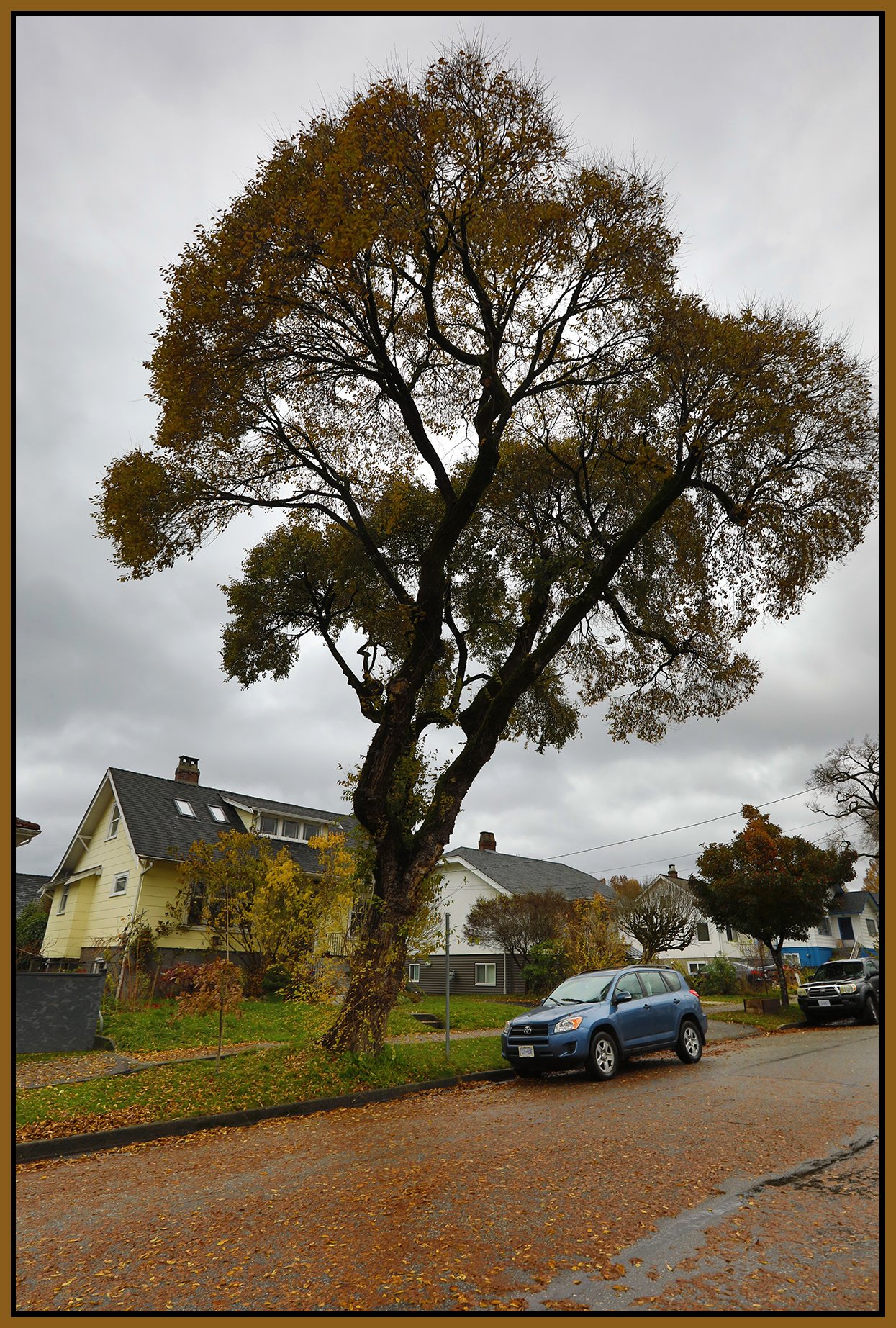 2115 Turner St Tree_Nov 7_2021_HDR_5A9797_4x6s.jpg