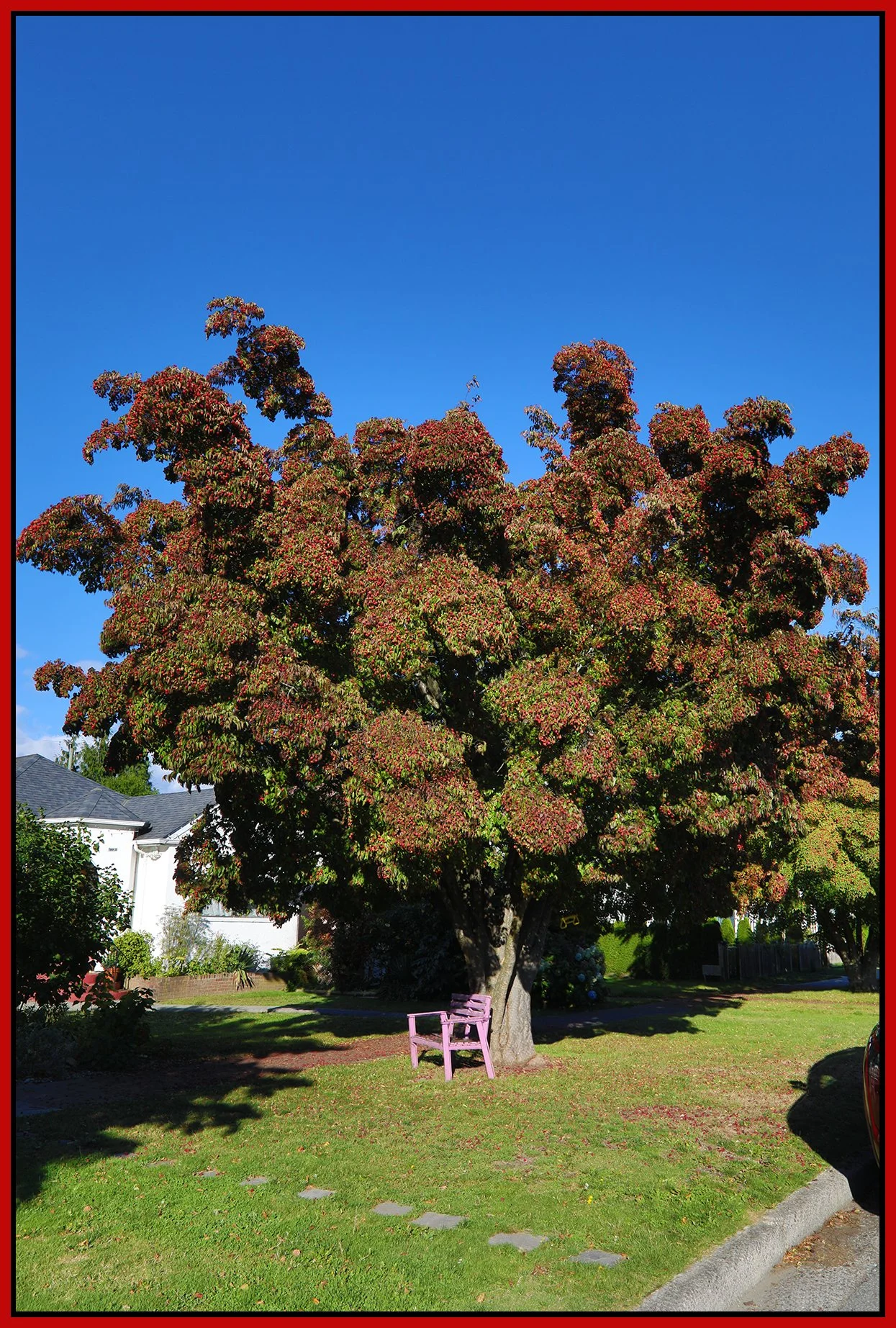 751 Charles St Tree_Sep 29_2024_HDR_5E1630_4x6s.jpg