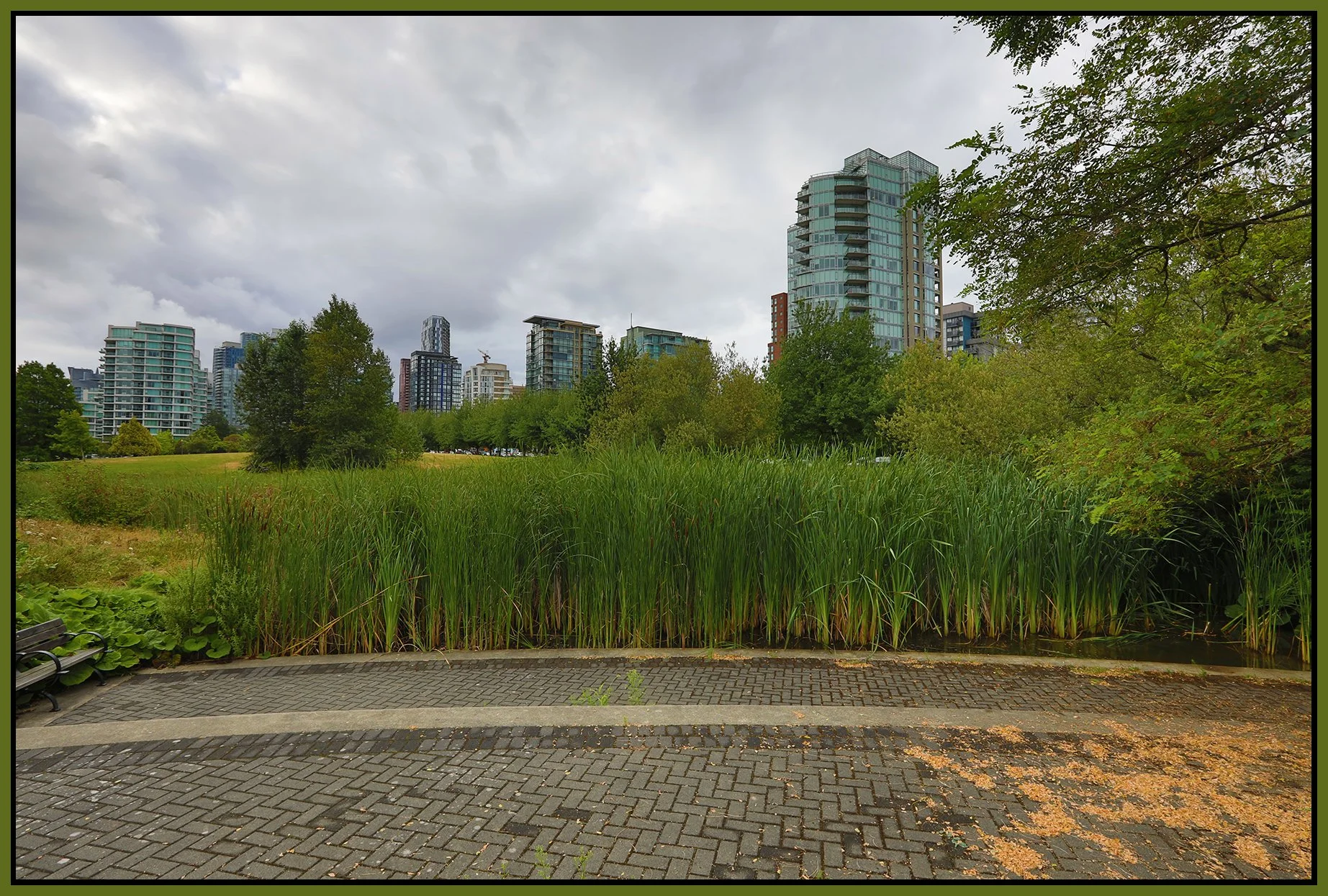 Devonian Pk Bullrushes_Aug 4_2022_HDR_5B4979_4x6s.jpg