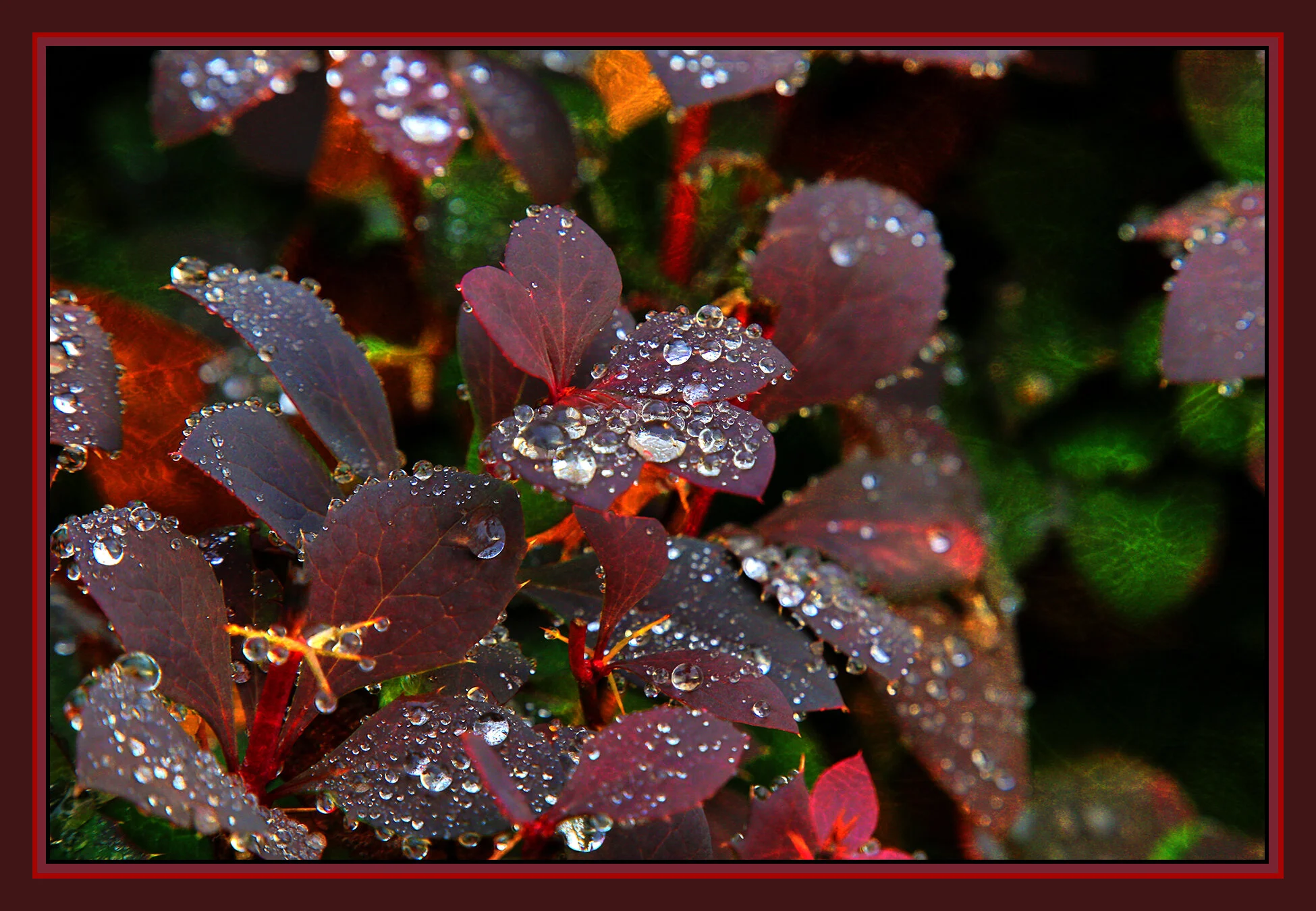Fall Leaves_Nov 13_2019_HDR_A9847_peUndrwtrRefrctnV_4x6s.jpg