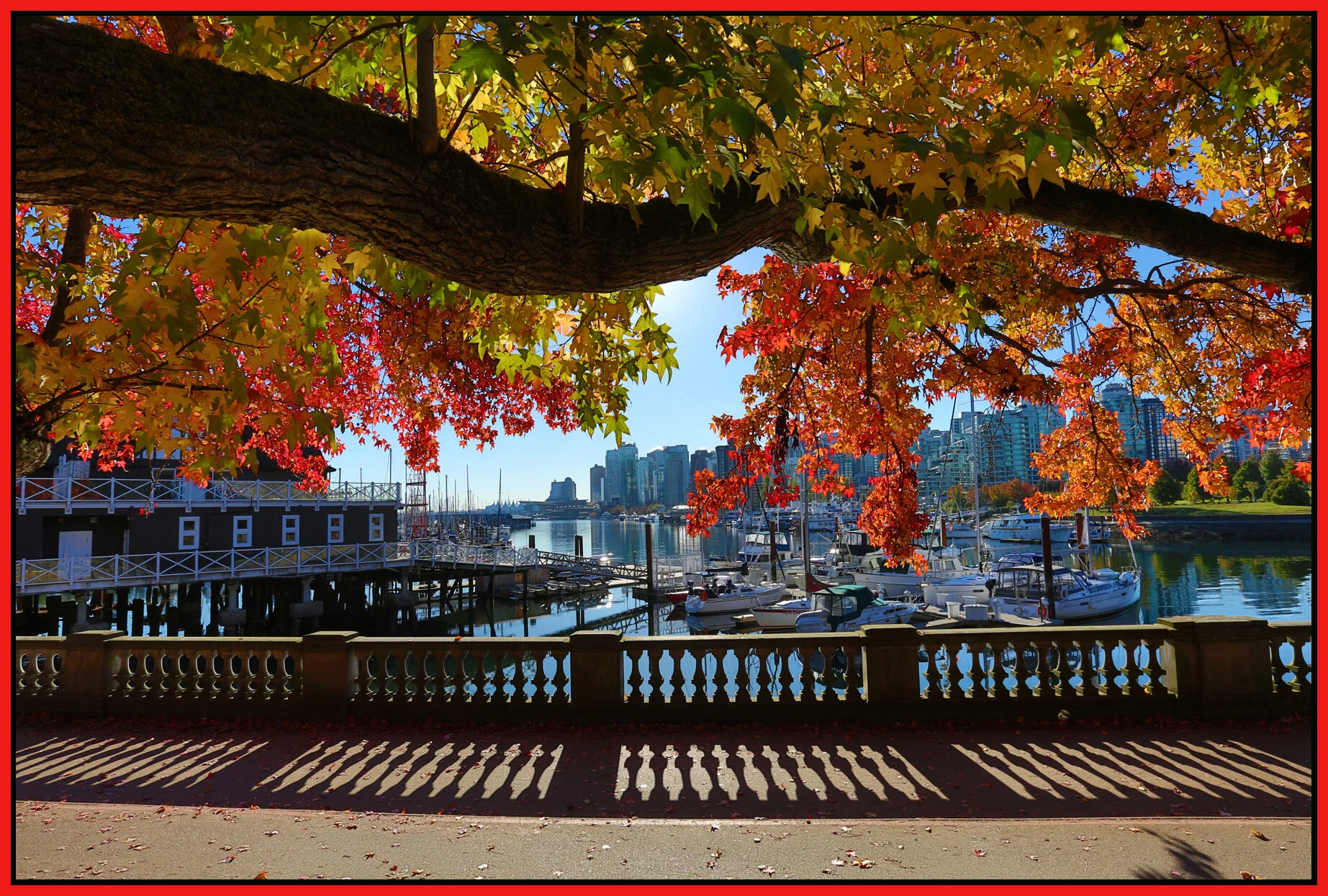 Stanley Pk Tree_Oct 11_2016_HDR_L1282_4x6s.jpg