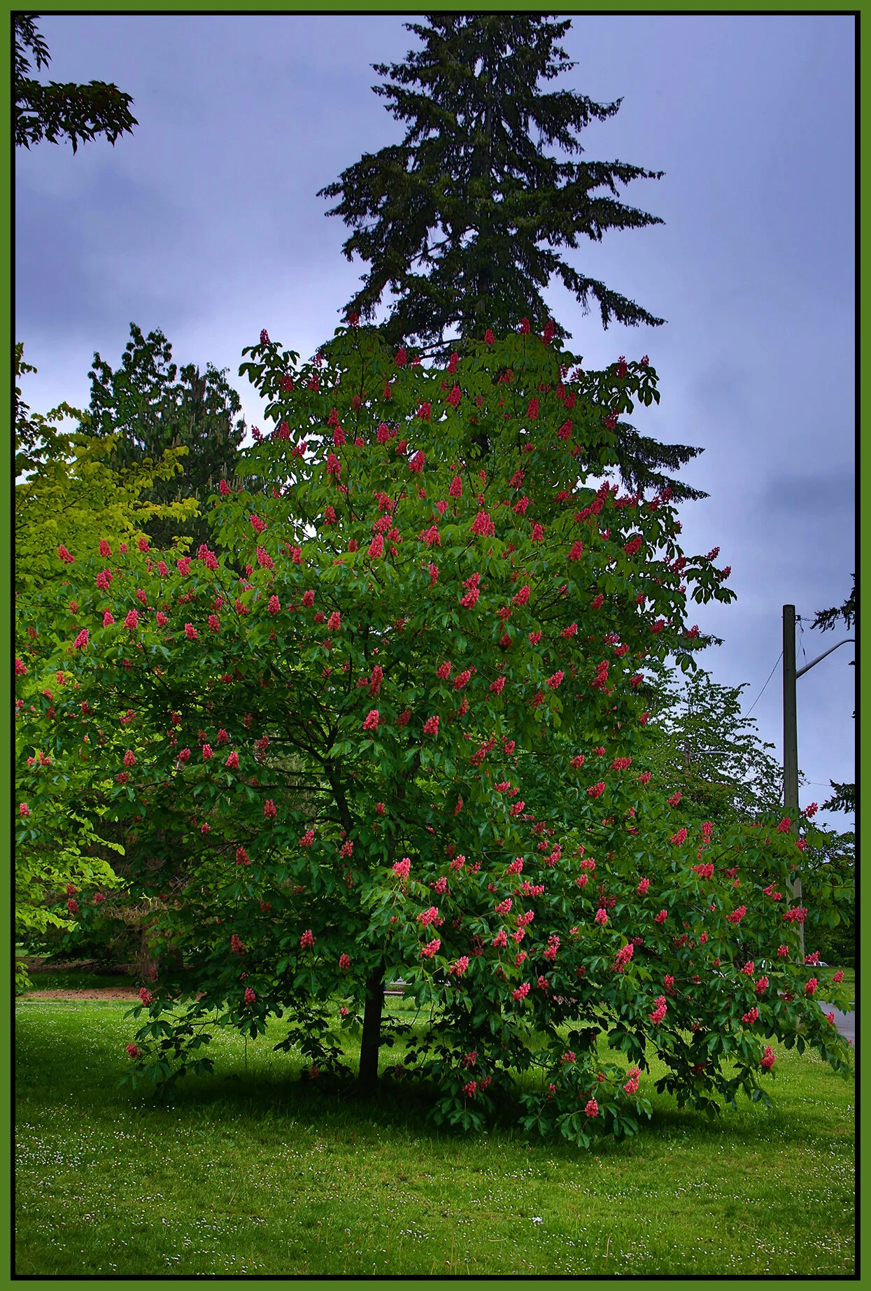 Chestnut Tree New Westminster_May 20_2020_HDR_3B6548_4x6s.jpg