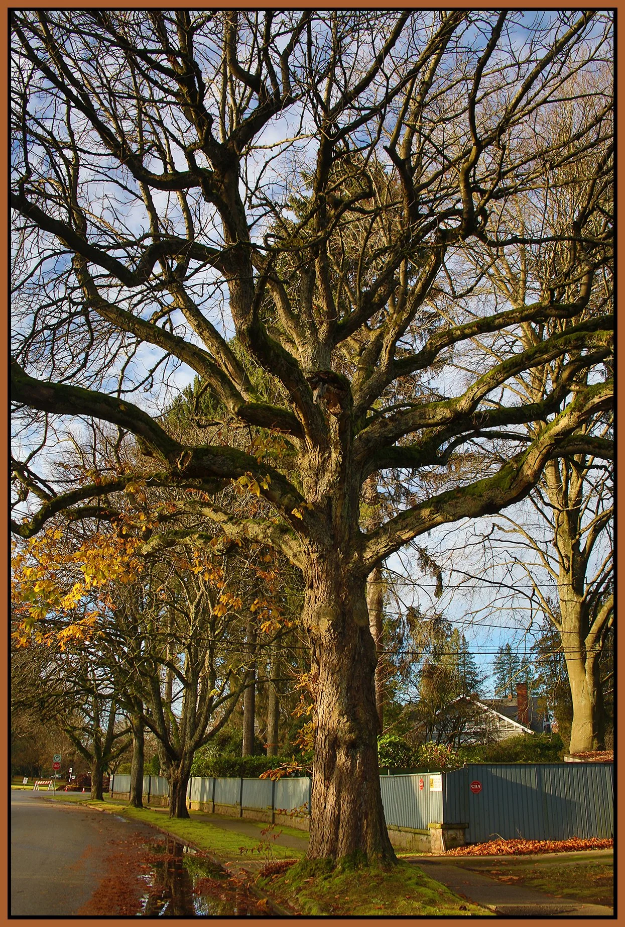Shaughnessy Tree_Dec 11_2024_HDR_A9493_4x6s.jpg