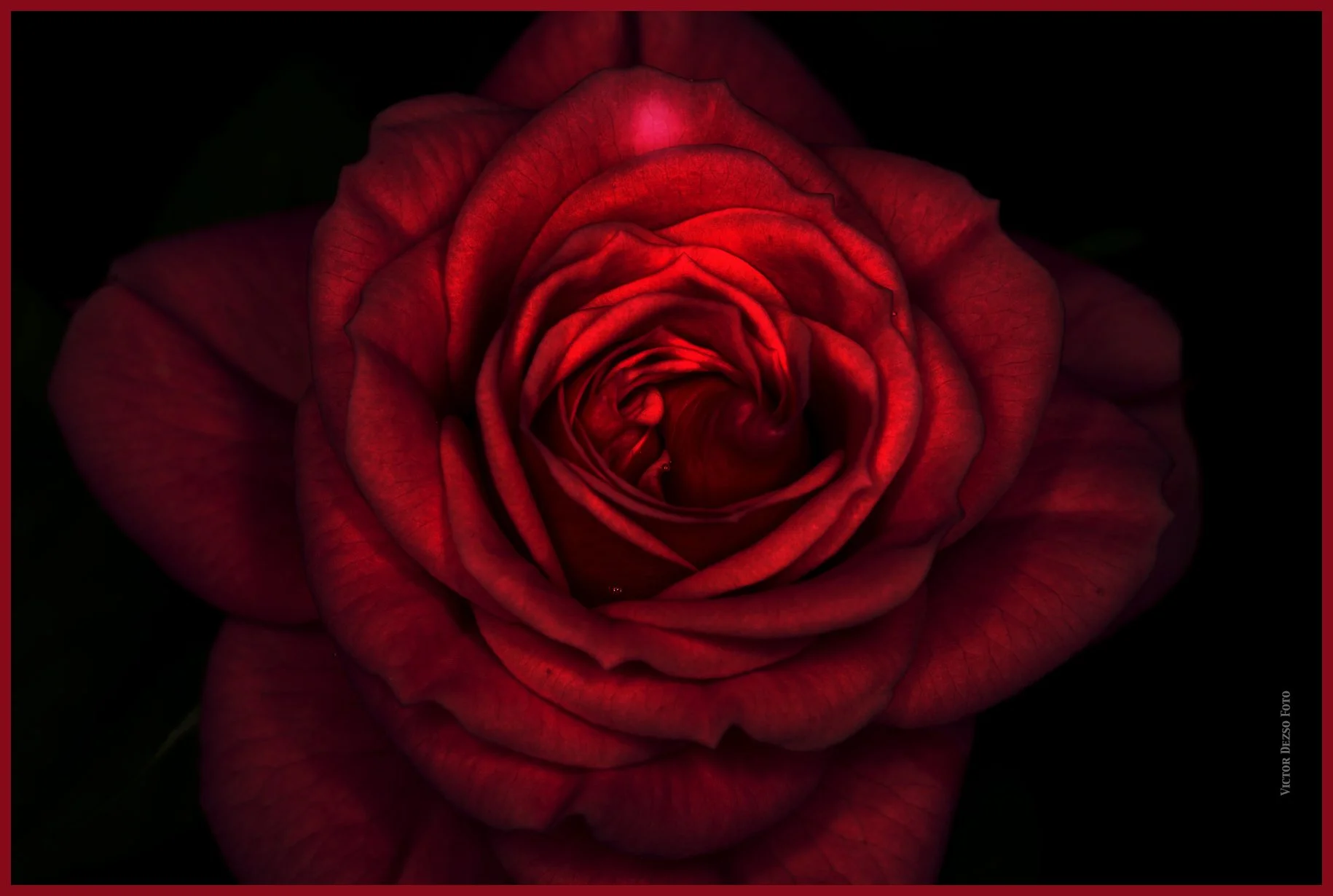 Flower_Rose_Feb 19_2015_F2033_peSciFi_4x6s.jpg
