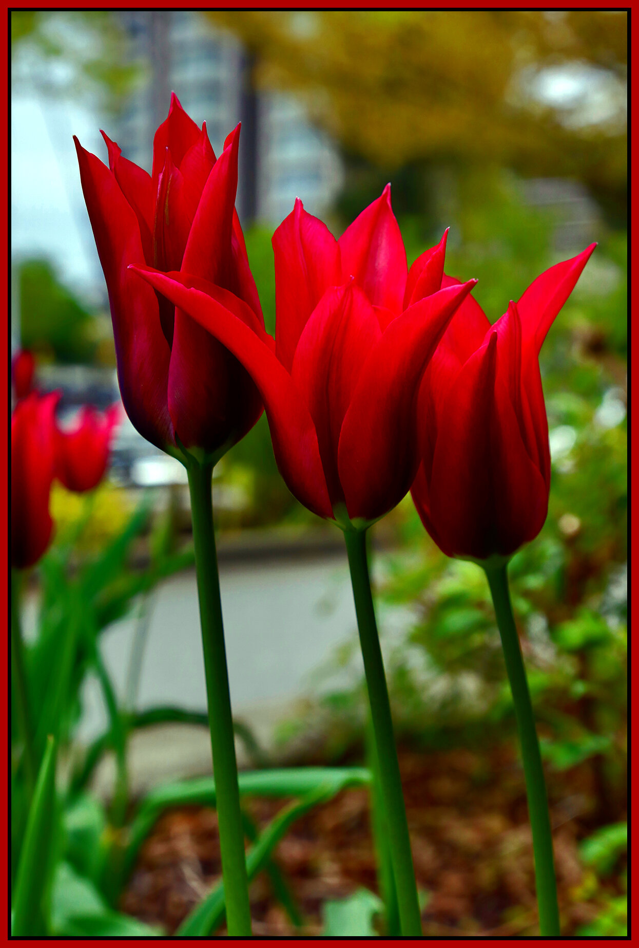 Flowers Tulips_Apr 23_2021_HDR_4G7804_peDrkn&ImpCntrst_4x6s.jpg