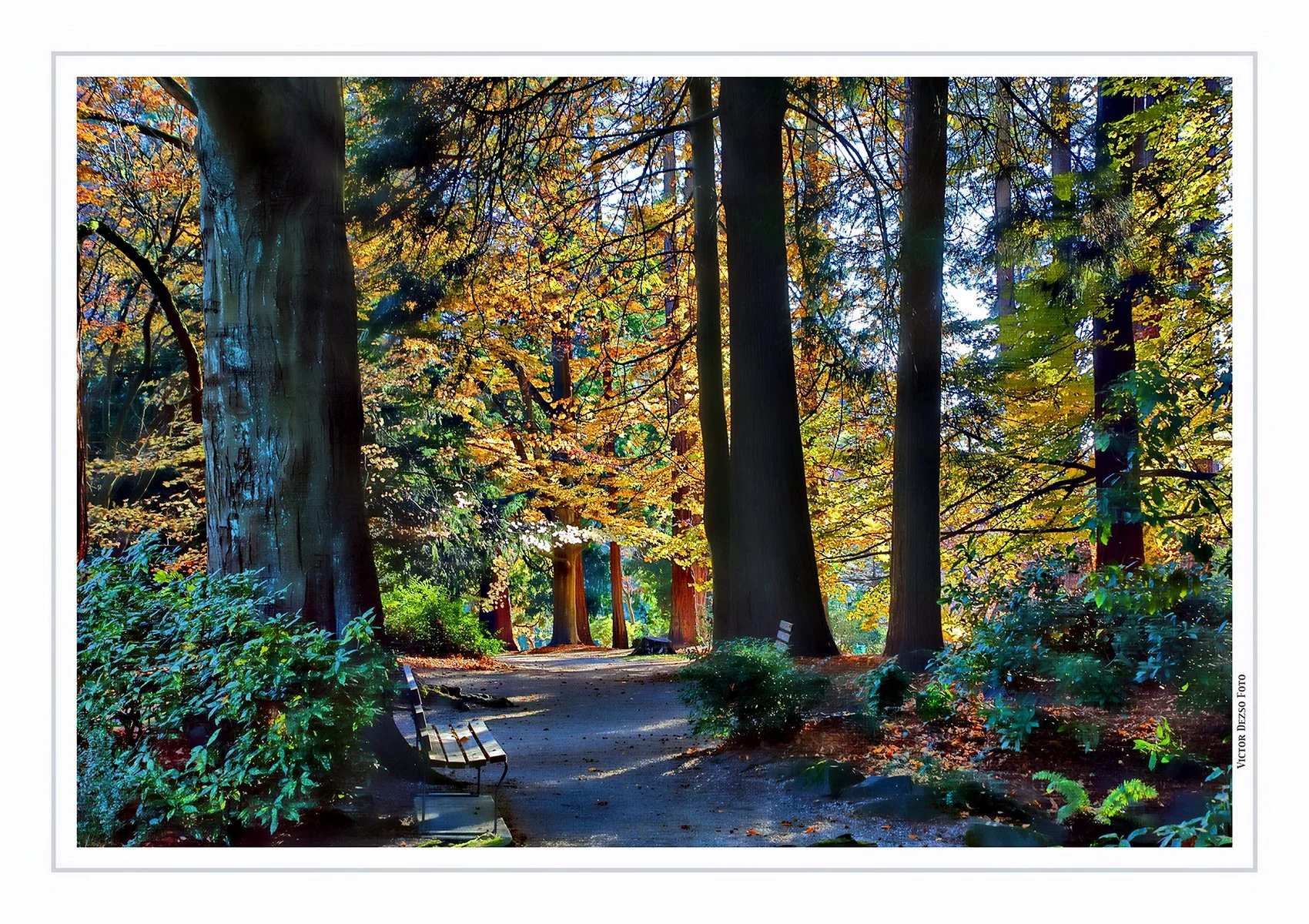 Stanley Park Trees_Nov 18_2022_HDR_4H4722_peHdr2013_4x6.jpg