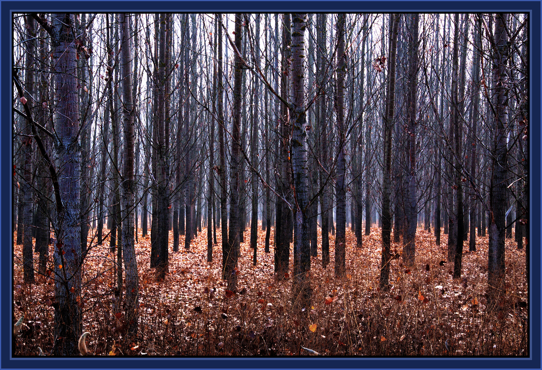 Hungary Trees_Nov 4_2011_5386_peSc_ExpMrg_4x6s.jpg