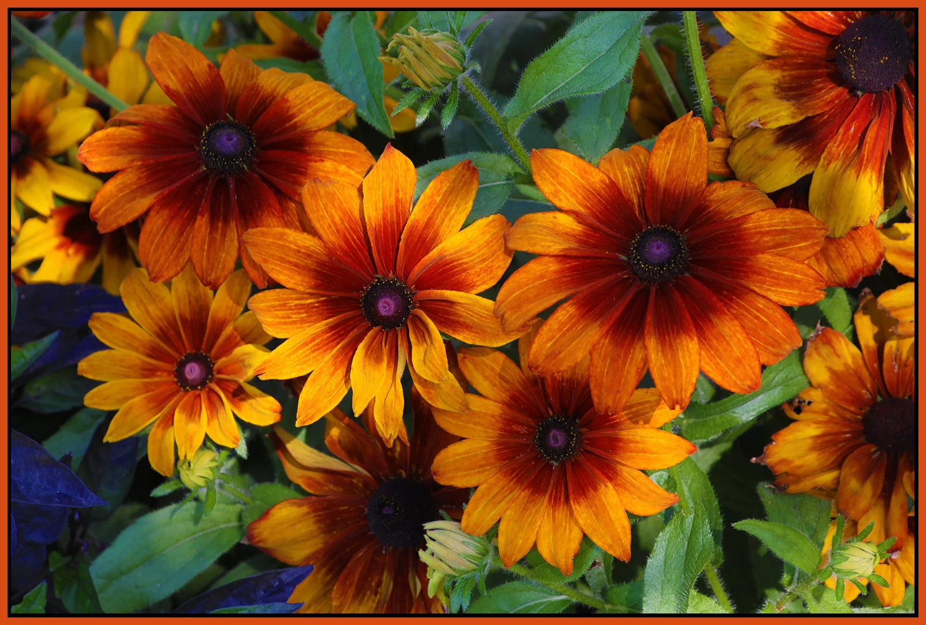 Flowers_Rudbeckia_Aug 17_2023_HDR_5C4180_4x6s.jpg