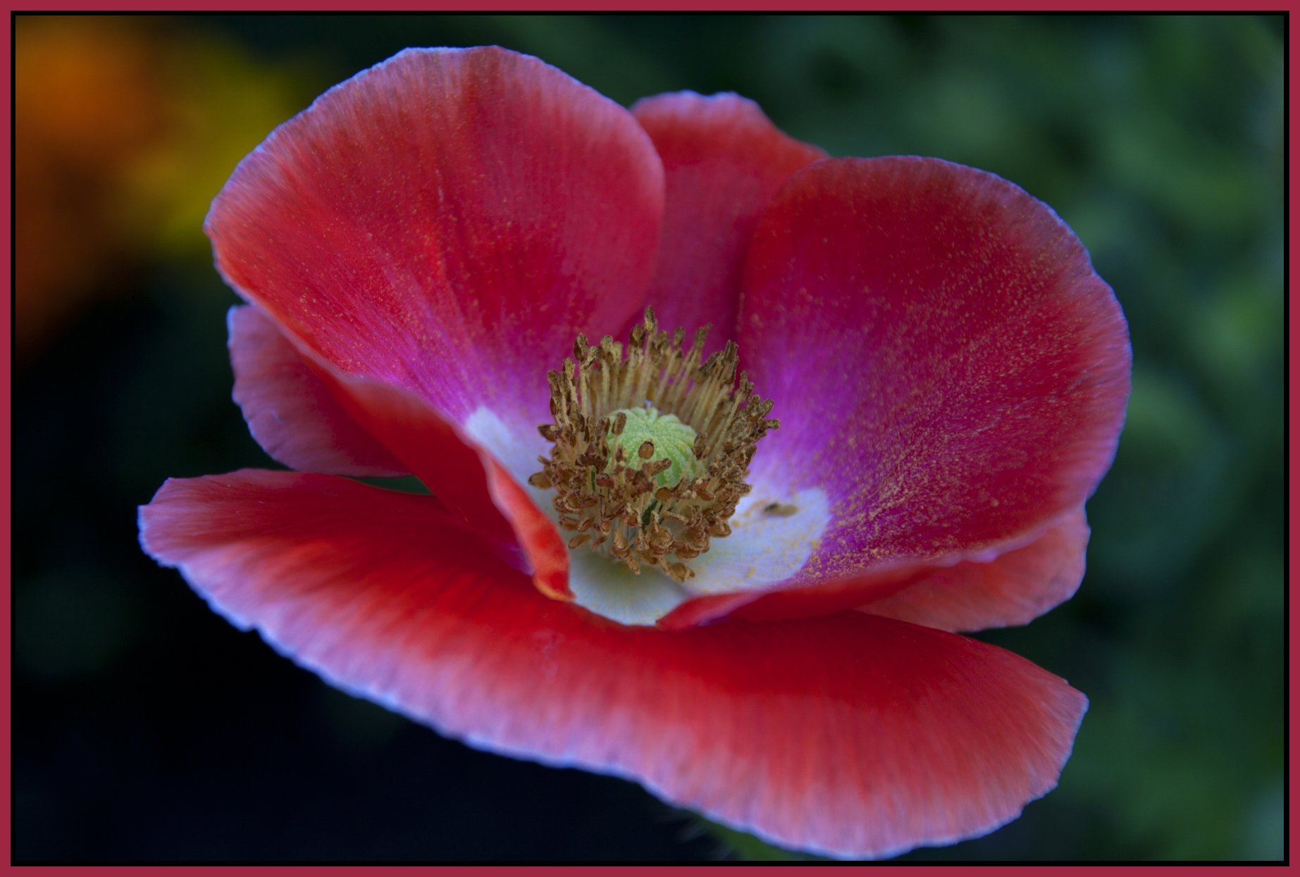 Flowers-Poppy_Jul 23_2011_2781_4x6s.jpg