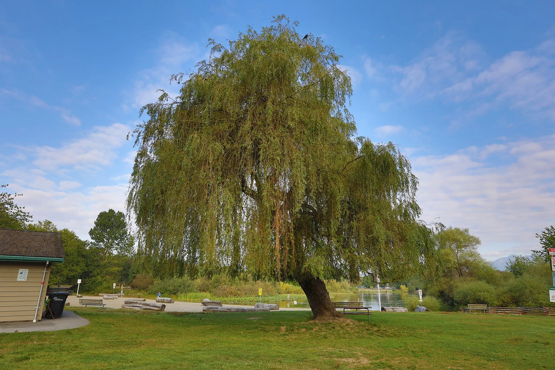 Trout Lake Tree_Sep 30_2022_HDR_5C0046_4x6.jpg