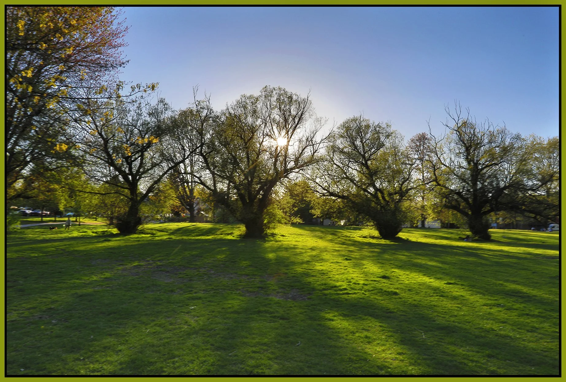 Trout Lake Trees_Apr 26_2026_HDR_4L2948_4x6s.jpg