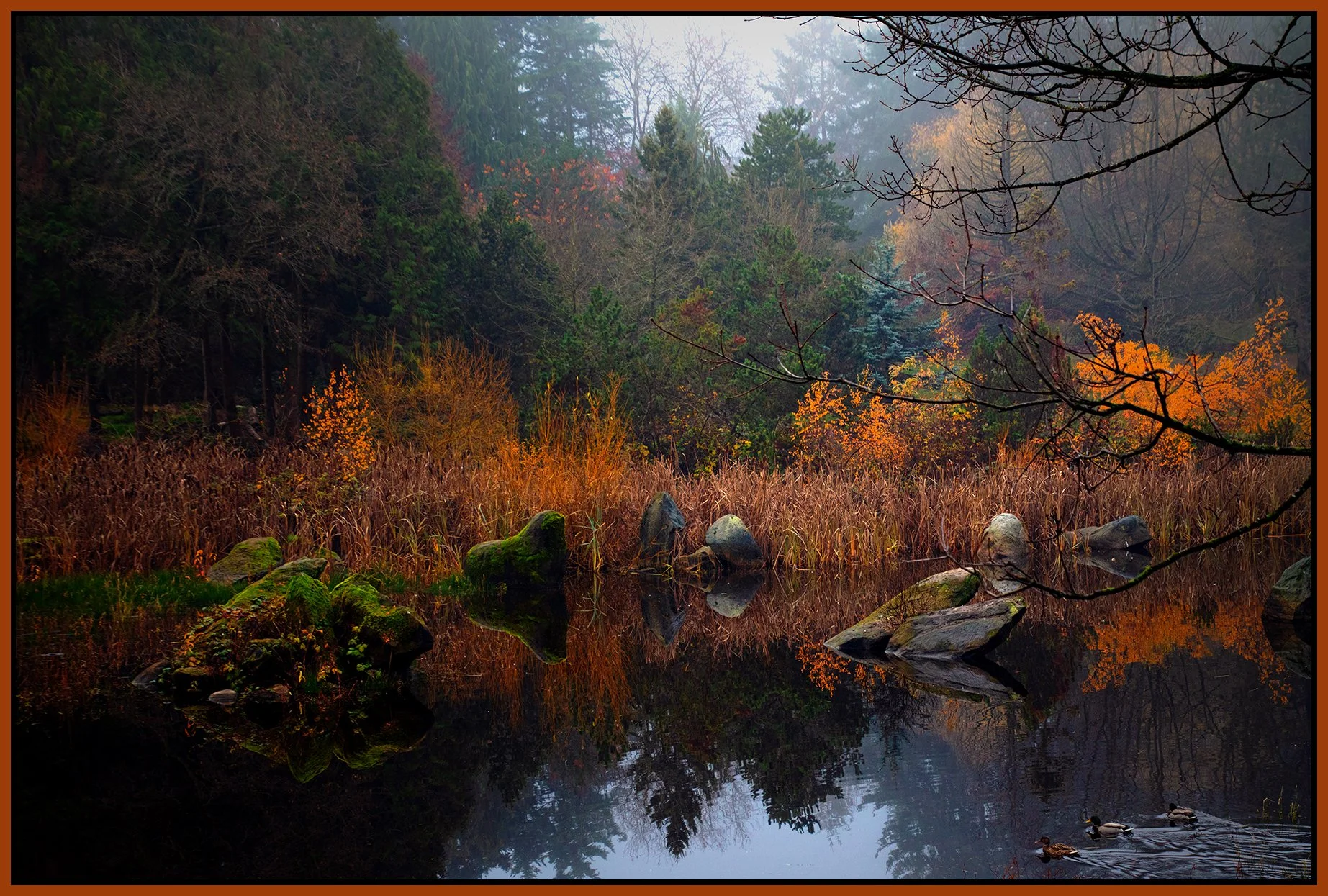 Charleson Park Pond_Nov 26_2023_CR2_4H9225_peDrkImpct_4x6s.jpg