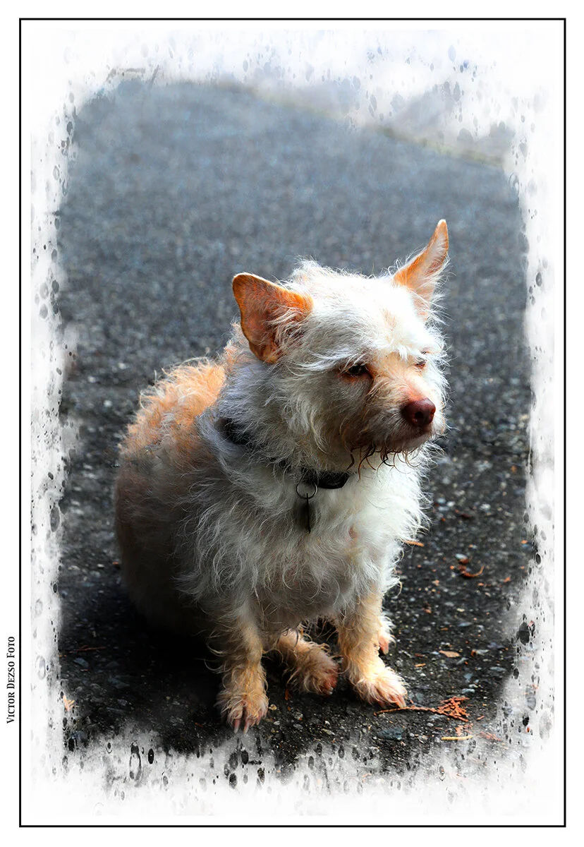 Monty in Not Happy_Dec 25_2019_HDR_F0025_peLc_UndrwtrRefrctn_Crftnhdr_4x6s.jpg