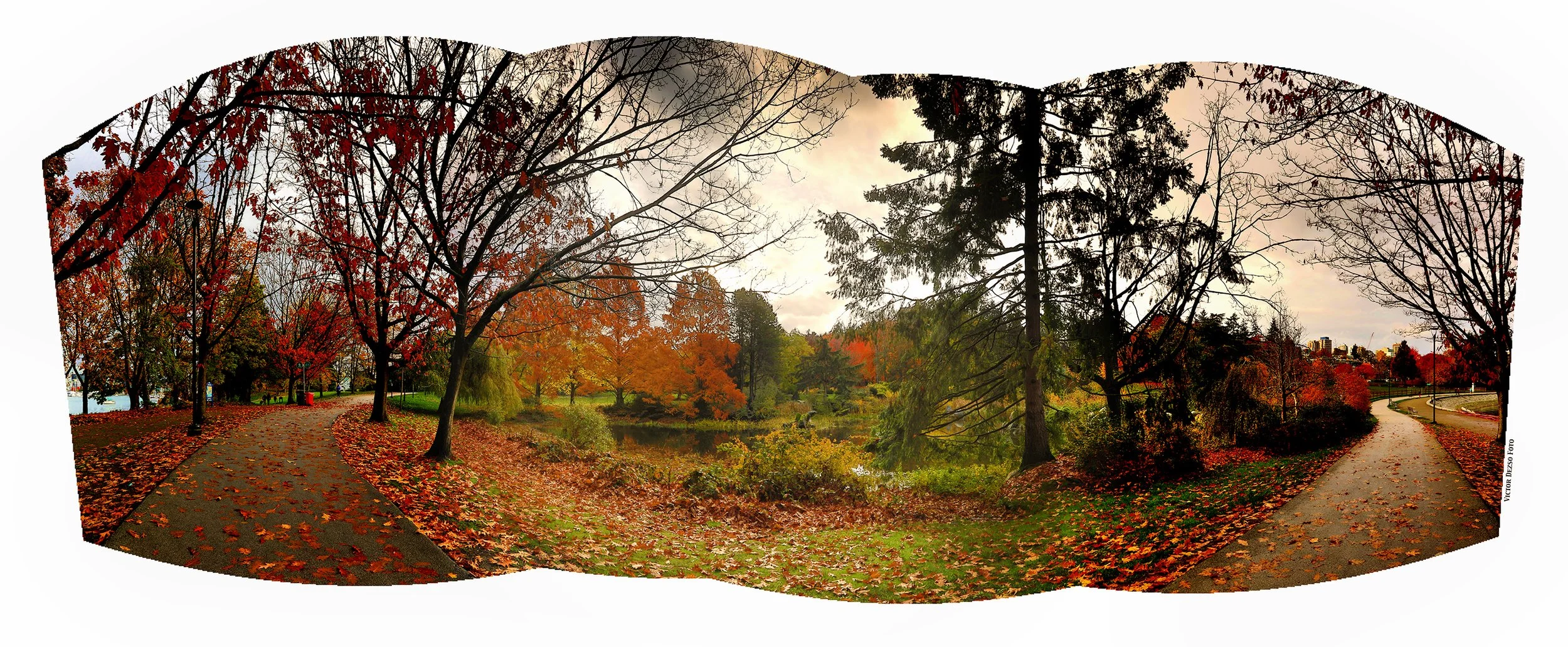 Charleson Pond Trees_Nov 5_2023_HDR_Pan_5C9122_peHyperstrip_DecRadVig_4x10.jpg