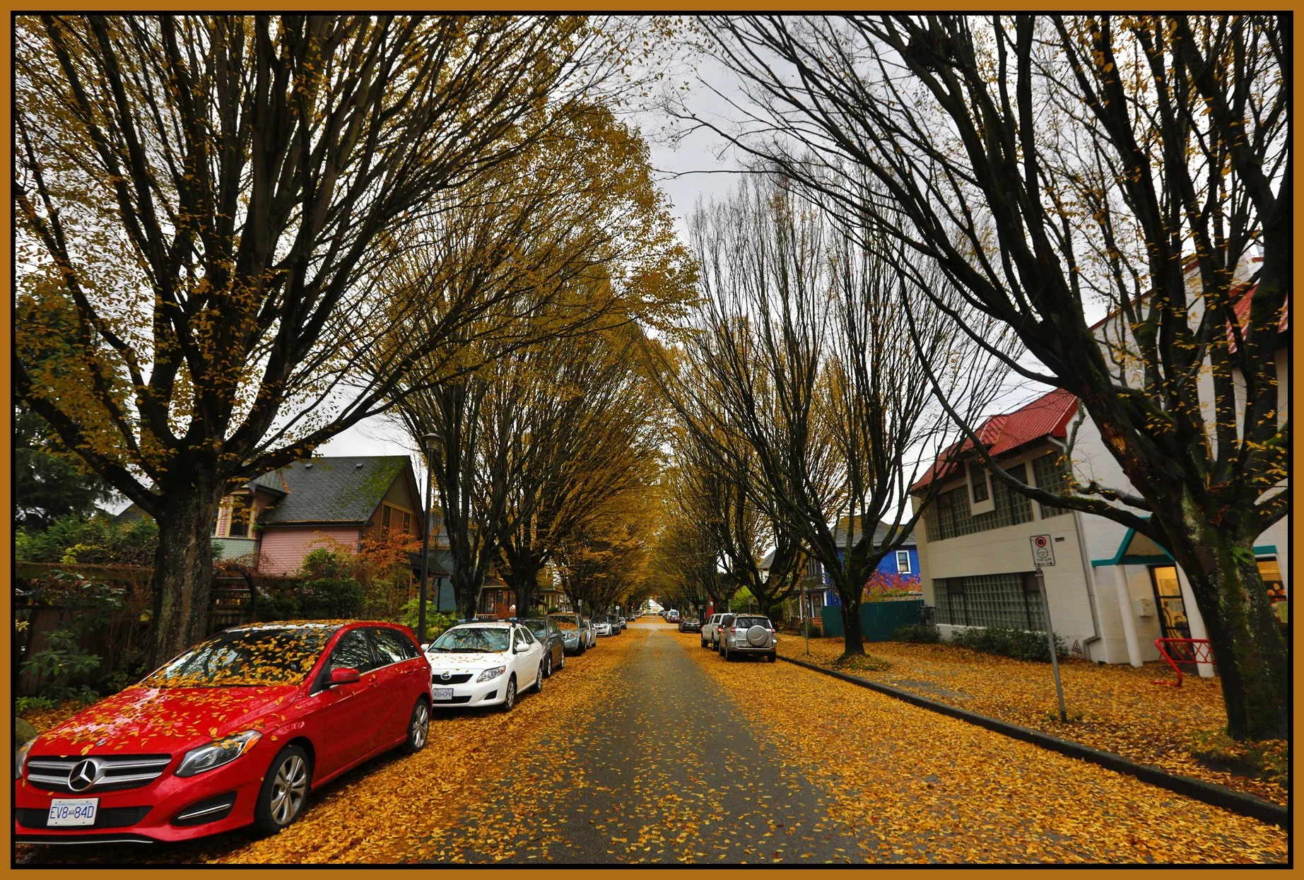 700 Princess Trees Starthcona_Nov 13_2017_HDR_B9590_4x6s.jpg