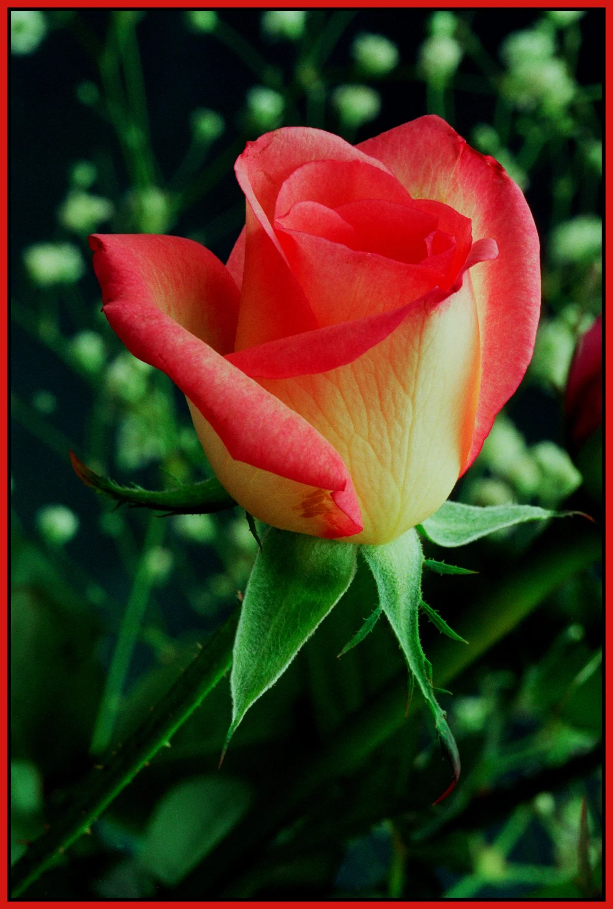 Rose Bud_Nov 23_1993_4x6s.jpg