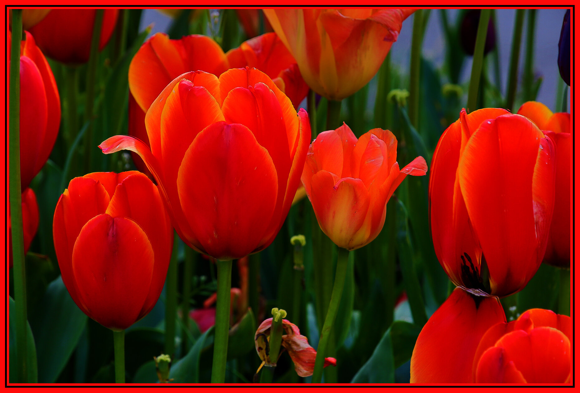 Flowers Tulips_May 1_2020_HDR_3B4796_4x6s.jpg