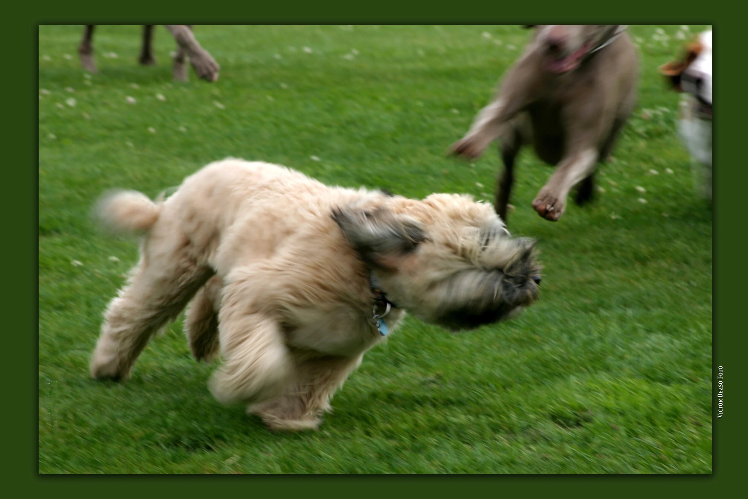 Dogs Running_3218_2.jpg
