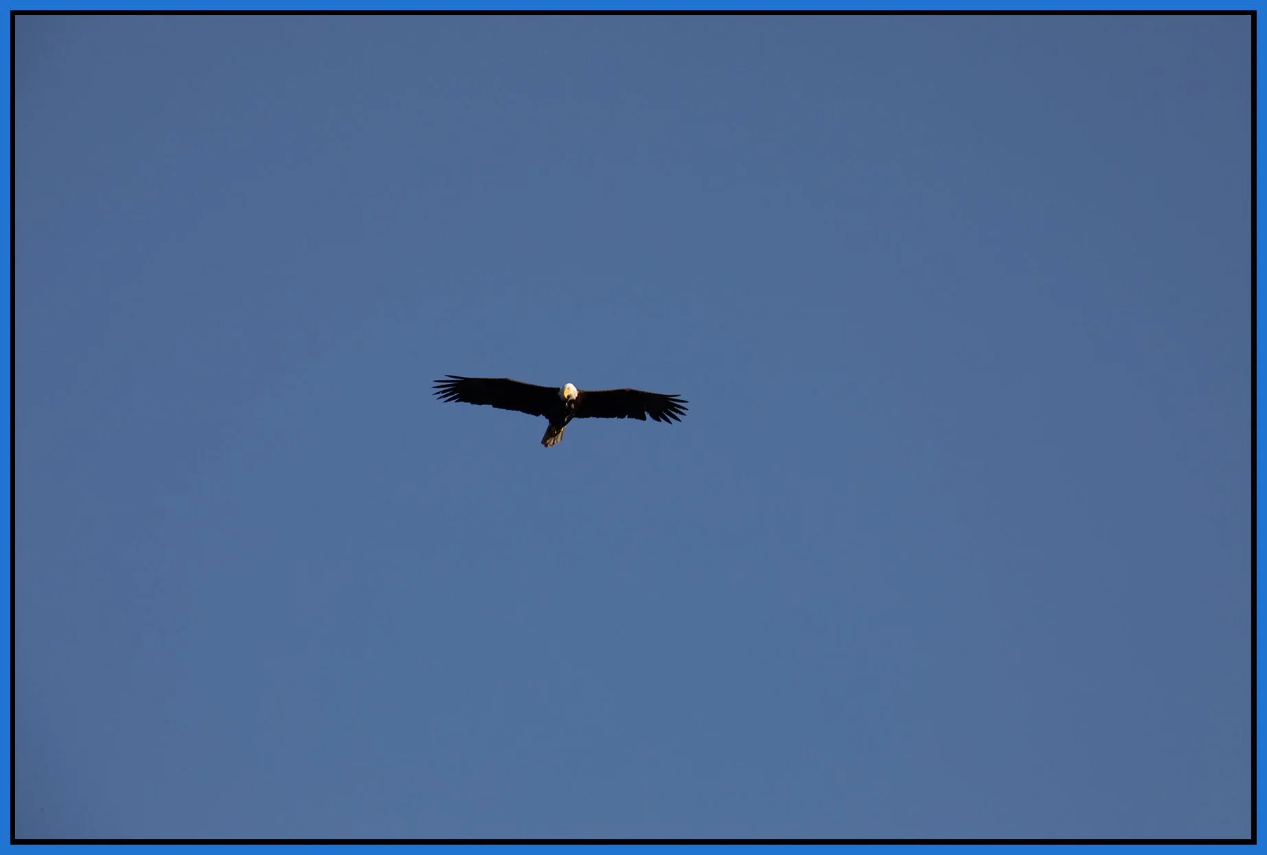 Eagle Above Jericho Beach_Mar 15_2024_CR2_P5E4315_4x6s.jpg
