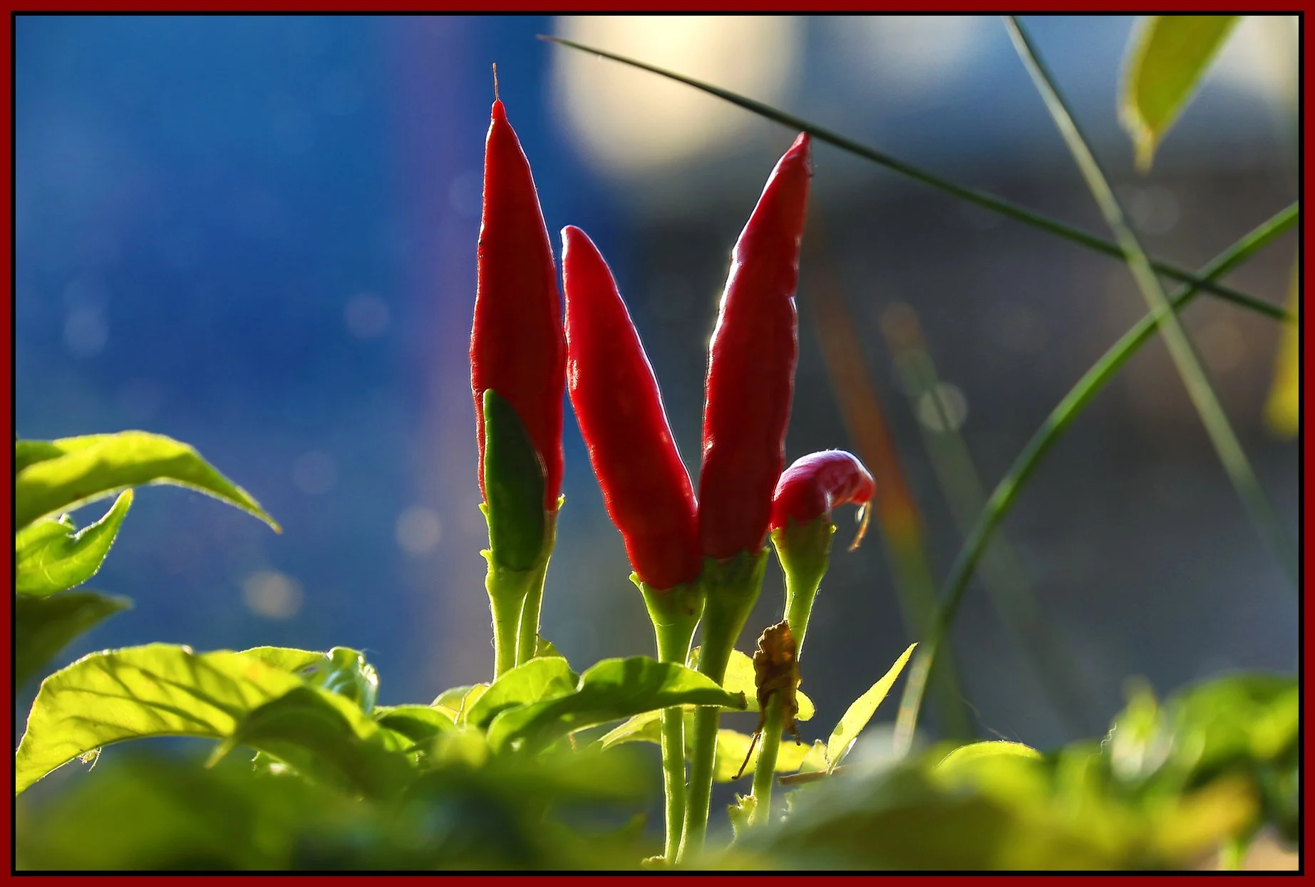 Hot Pepper Plants_Sep 27_2018_HDR_D2004_4x6s.jpg