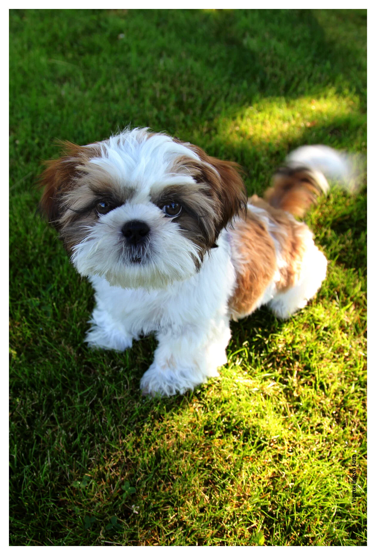 Sonom_July 21_09_3500_1_4x6s.jpg