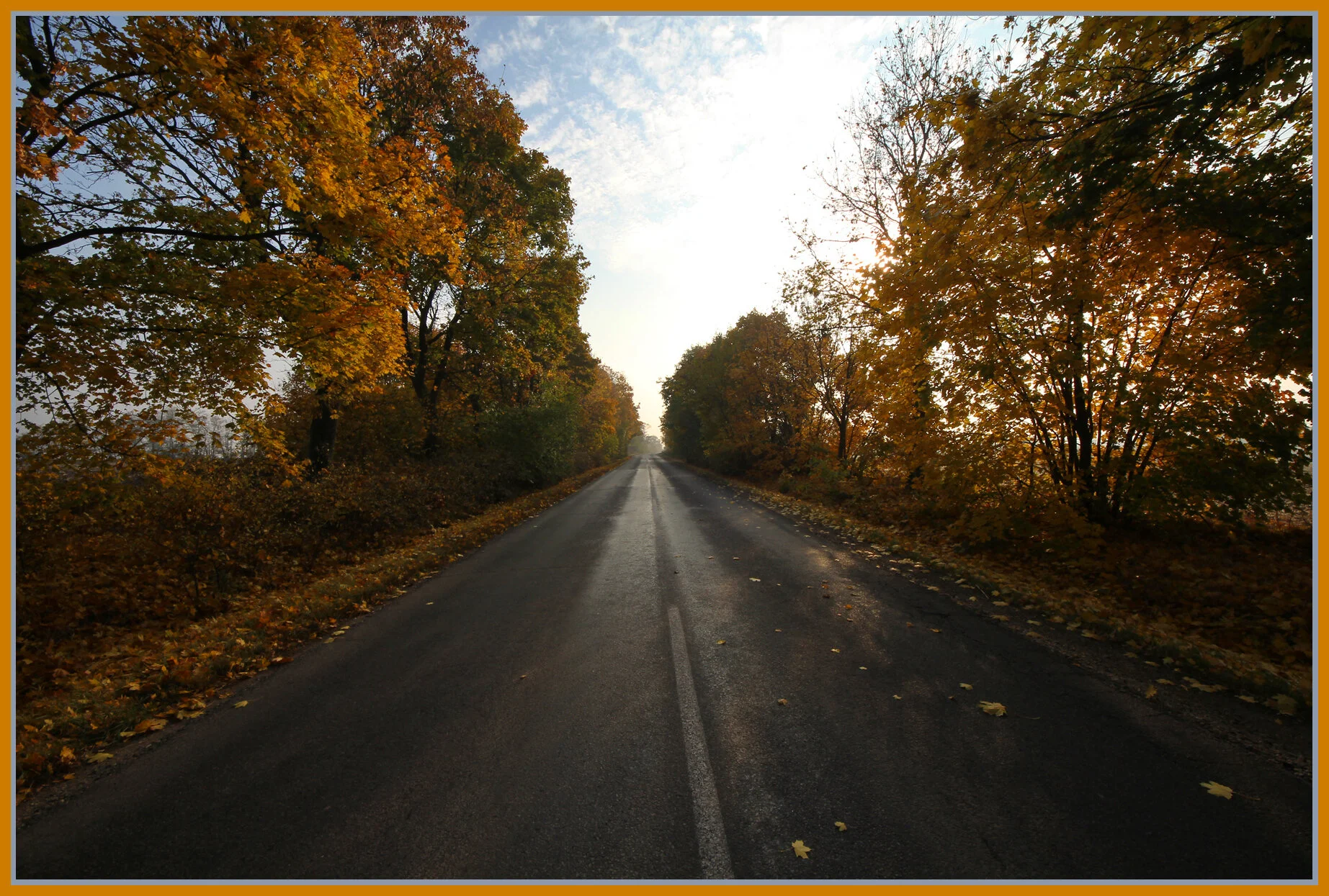Hungary Trees_Nov 4_2011_0374_4x6s.jpg