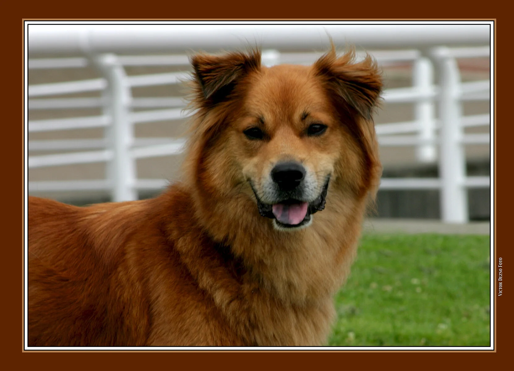 Dog_3211_4x6s.jpg