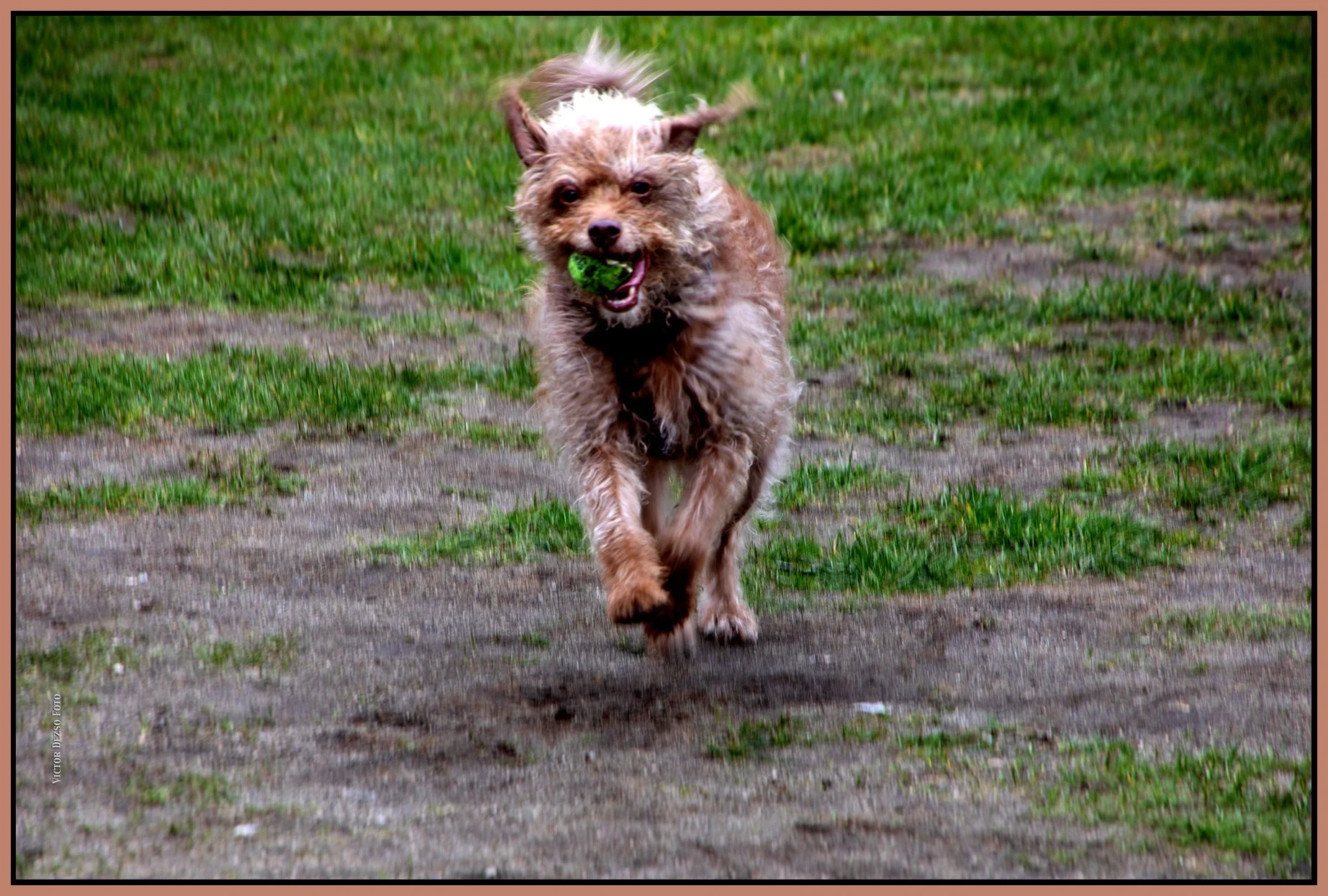 Frances Fetching_Apr 2_2026_CR2_4L0838_peWowEffect1_4x6s.jpg