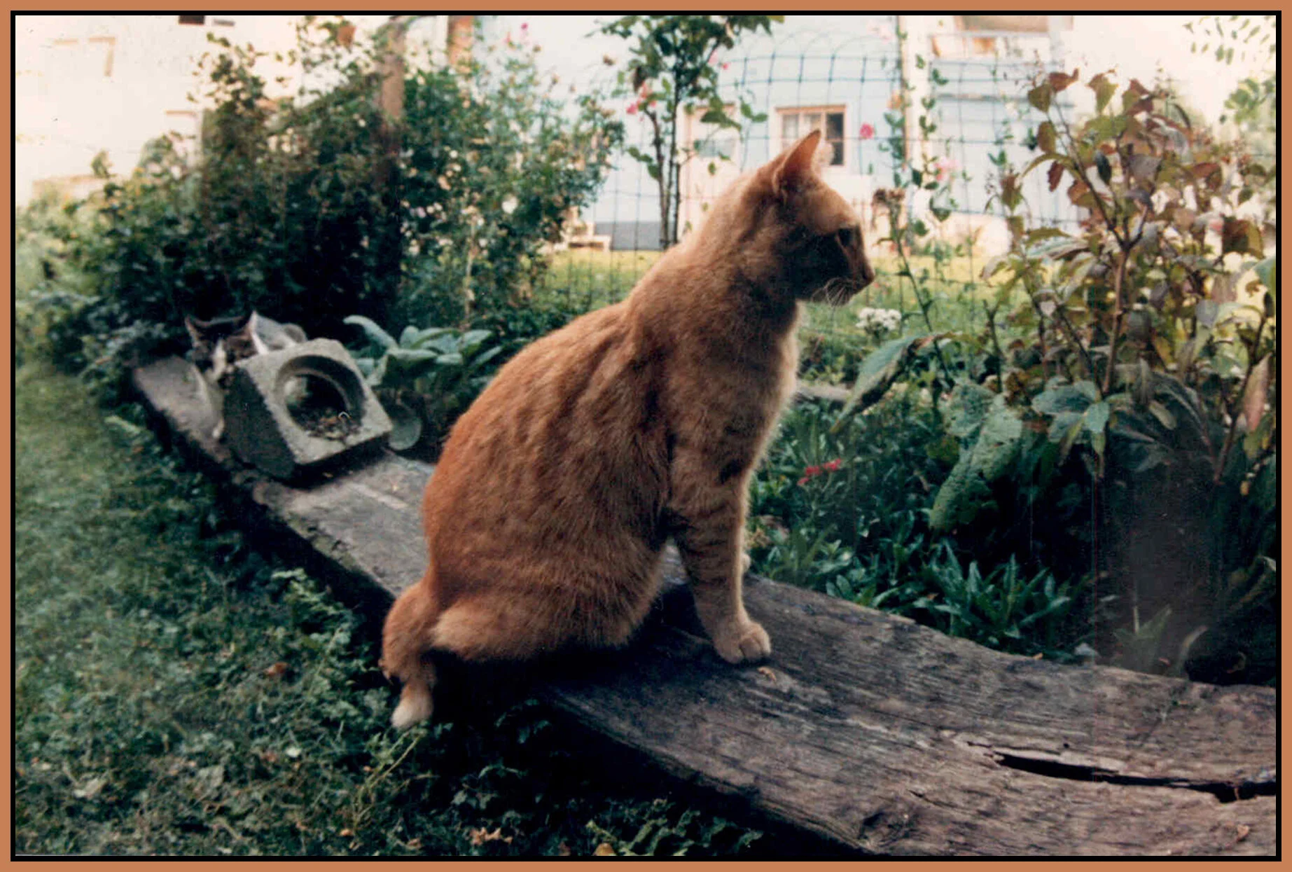 Maximum 106 Templeton Garden 1989_4x6s.jpg