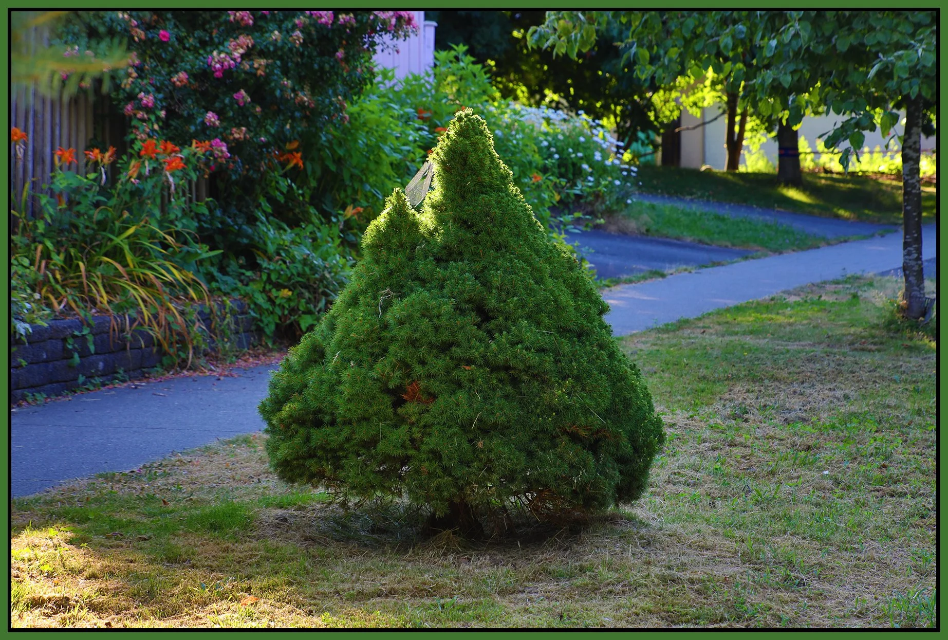 S.Grandview Tree_Jul 29_2022_HDR_5B4006_4x6s.jpg