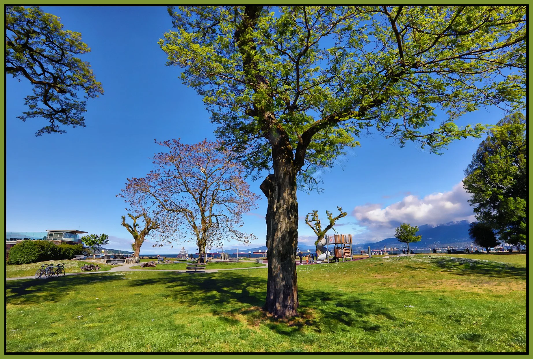 Kits Beach Trees_May 19_2025_HDR_5F2949_peShdngCntrst_4x6s.jpg