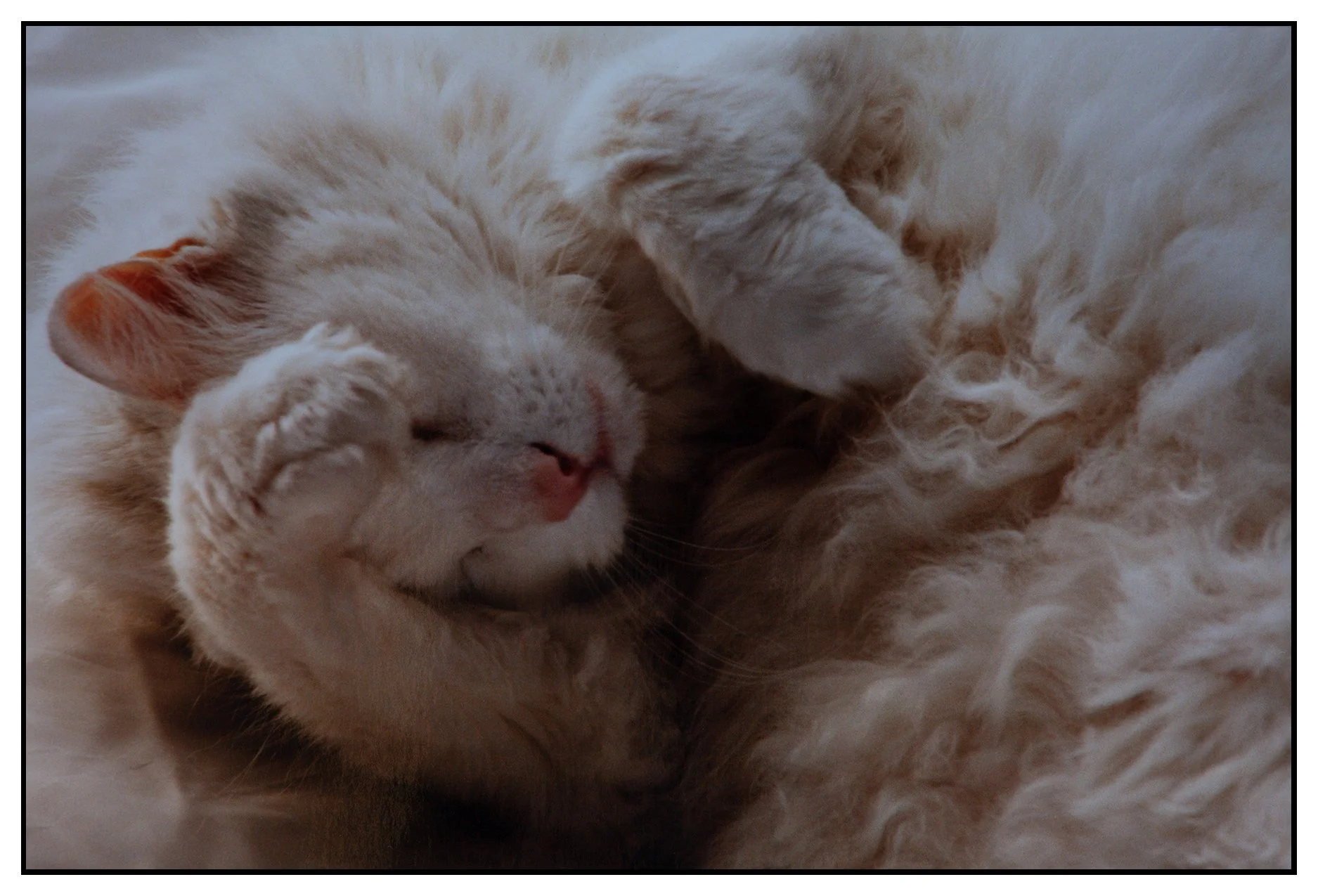 Beau_Nov 7_1998_9221_4x6s.jpg