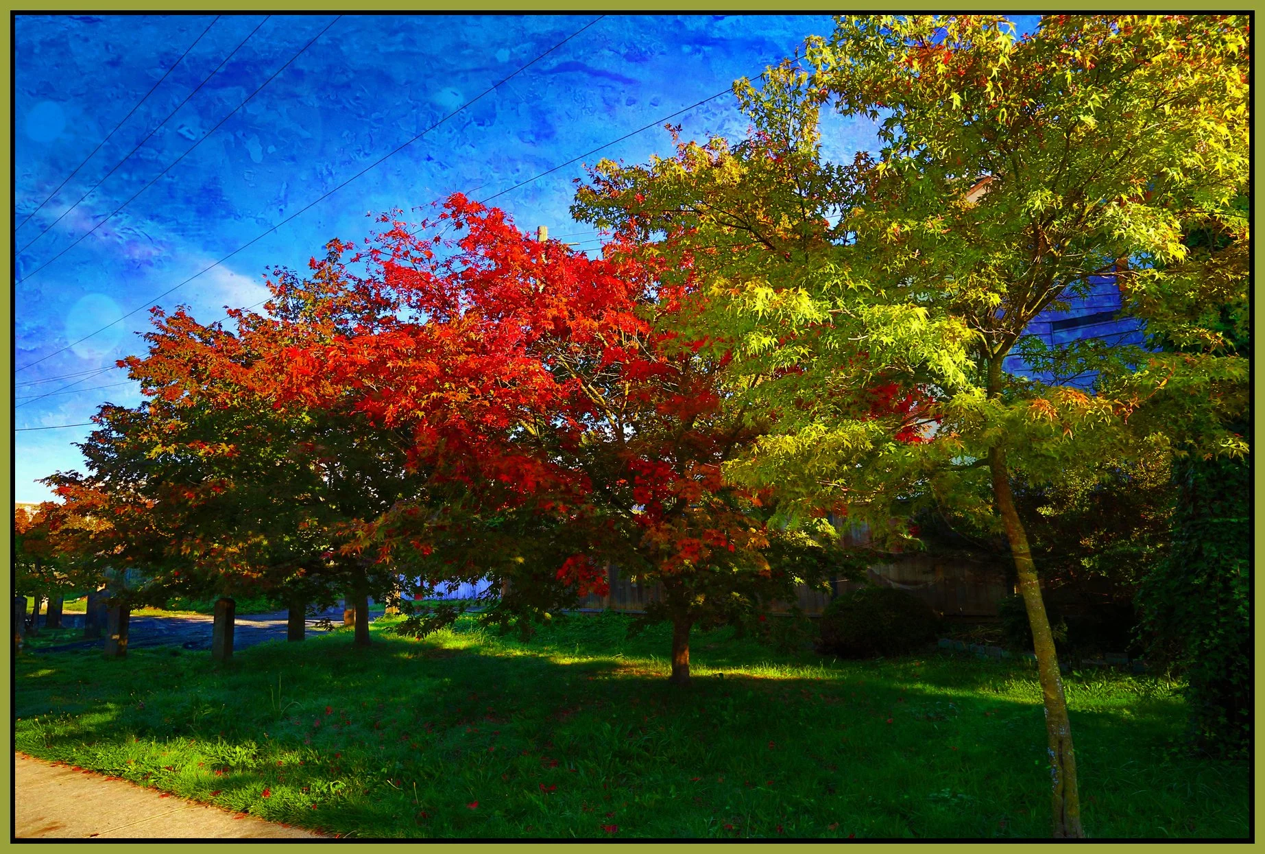 1999 N GdvwHwy Trees_Oct 6_2013_HDR_D1102_peVibF0002_4x6s.jpg