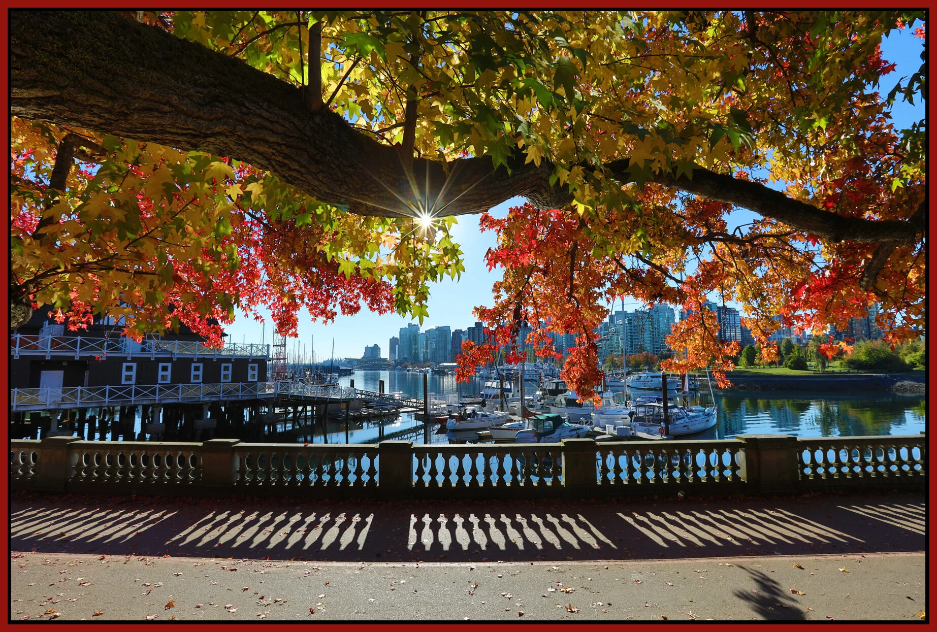 Stanley Pk Tree_Oct 11_2016_HDR_A2230_4x6s.jpg