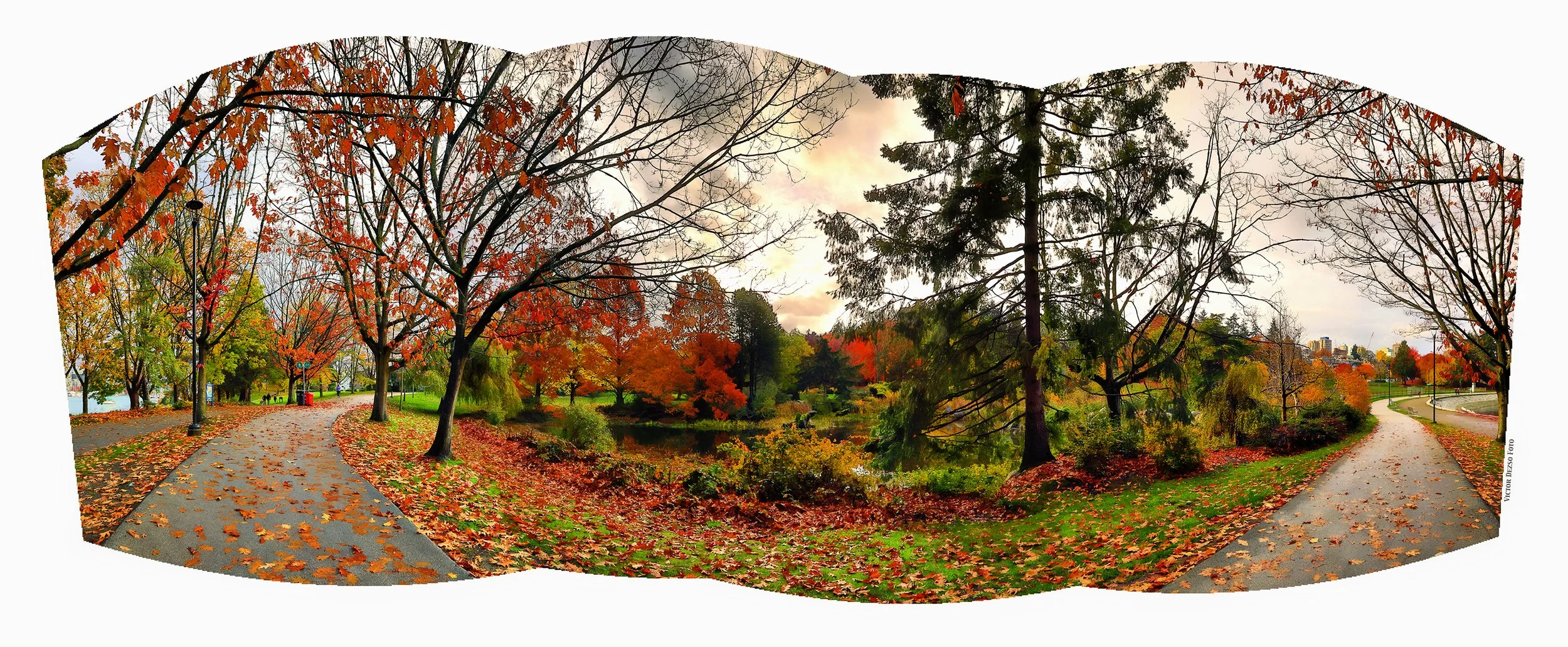 Charleson Pond Trees_Nov 5_2023_HDR_Pan_5C9122_peHyperstrip_ShdngCntrst_4x10.jpg