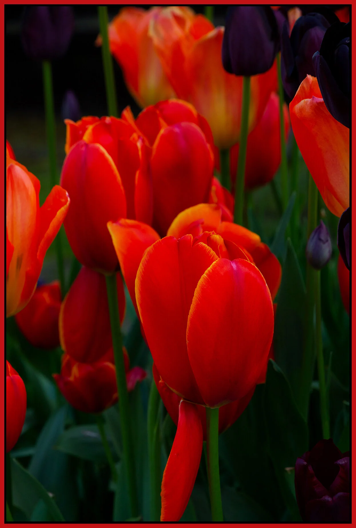 Flowers Tulips_May 1_2020_CR2_3B4849_4x6s.jpg
