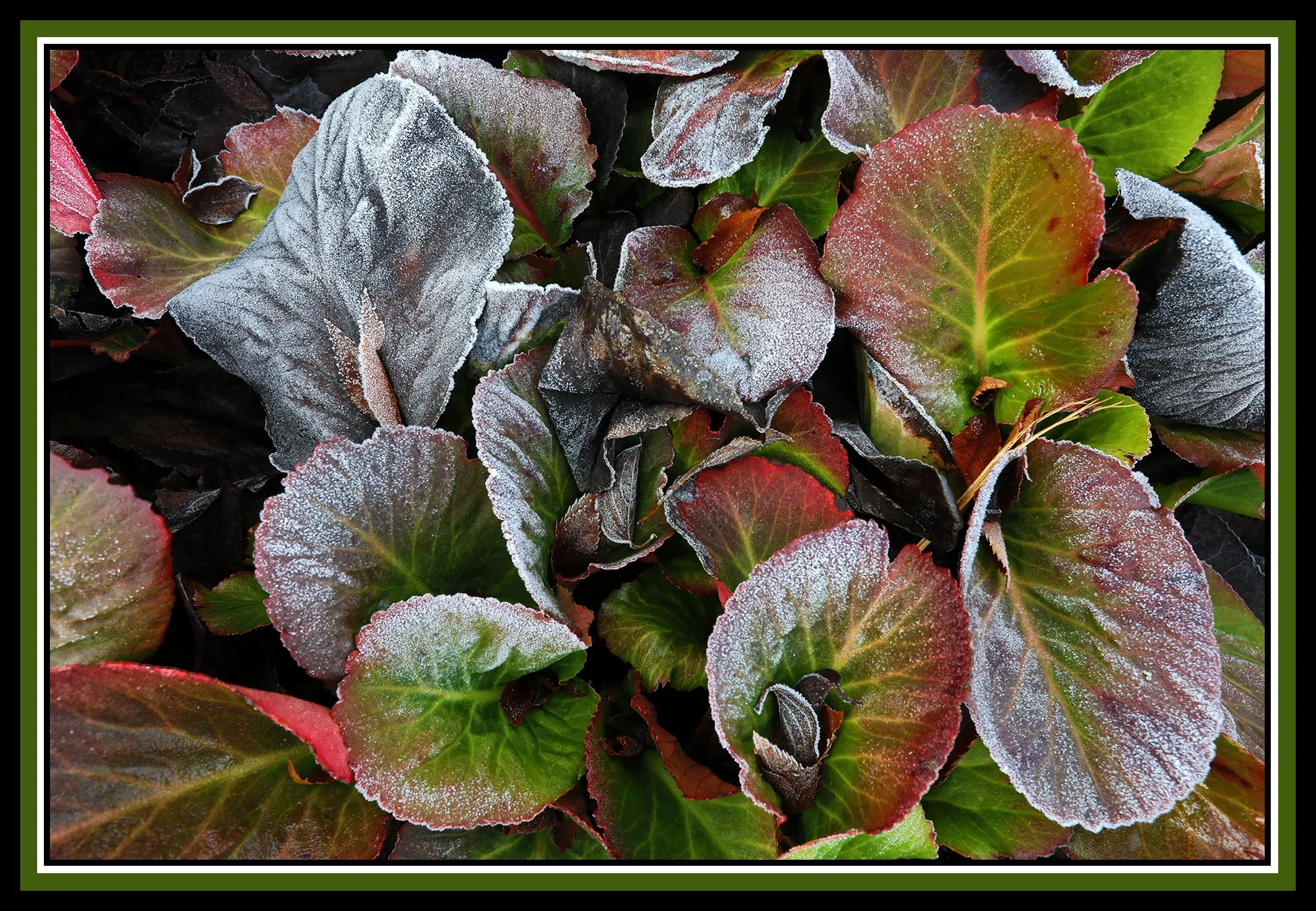 Flowers in Snow_Dec 24_2020_HDR_4G0660_4x6s.jpg