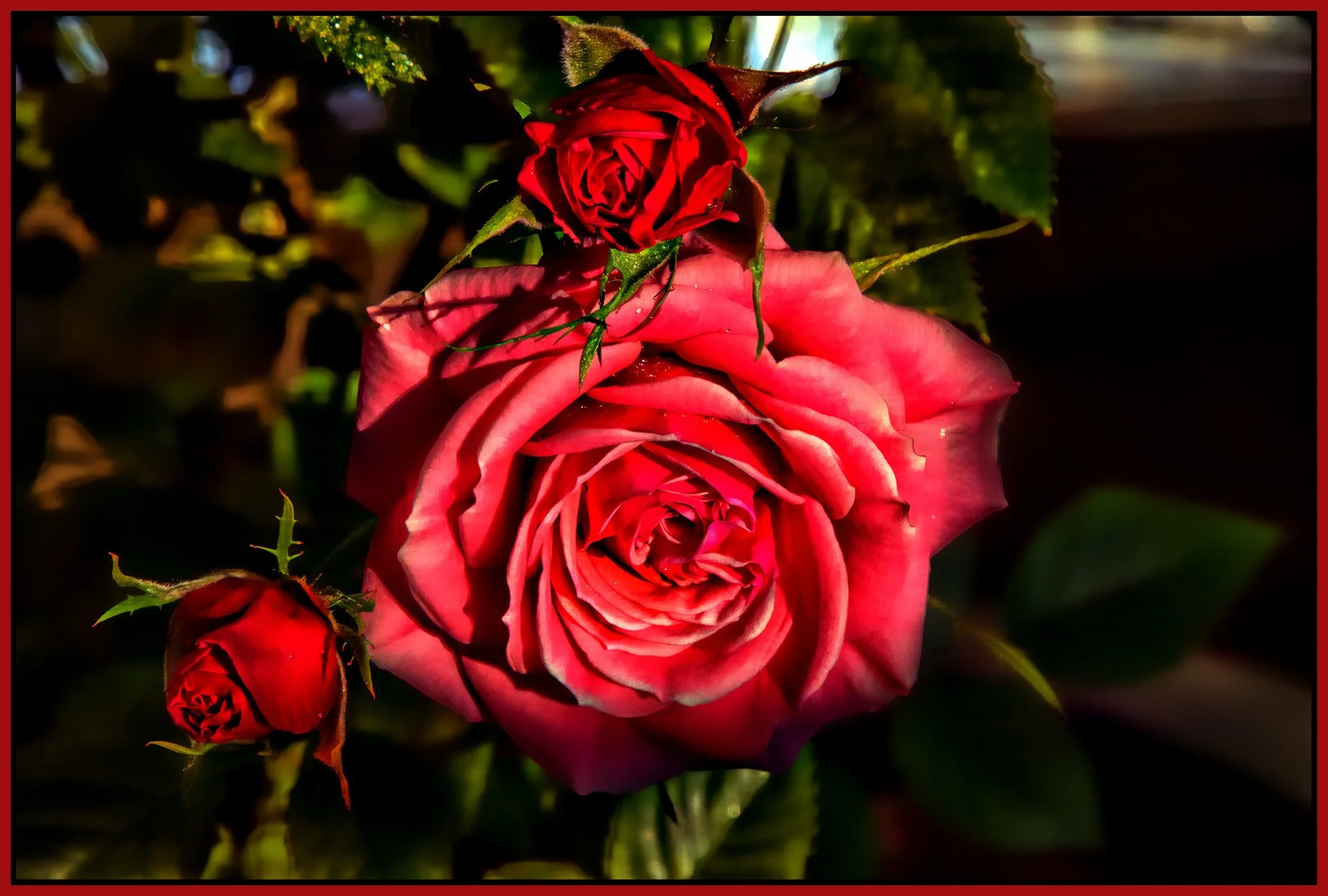 Flowers Roses_Apr 19_2022_CR2_5B3200_peHdr2013_1_4x6s.jpg